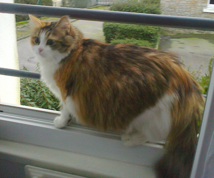 zia - Cité Clemenceau (Pontivy) , Pontivy