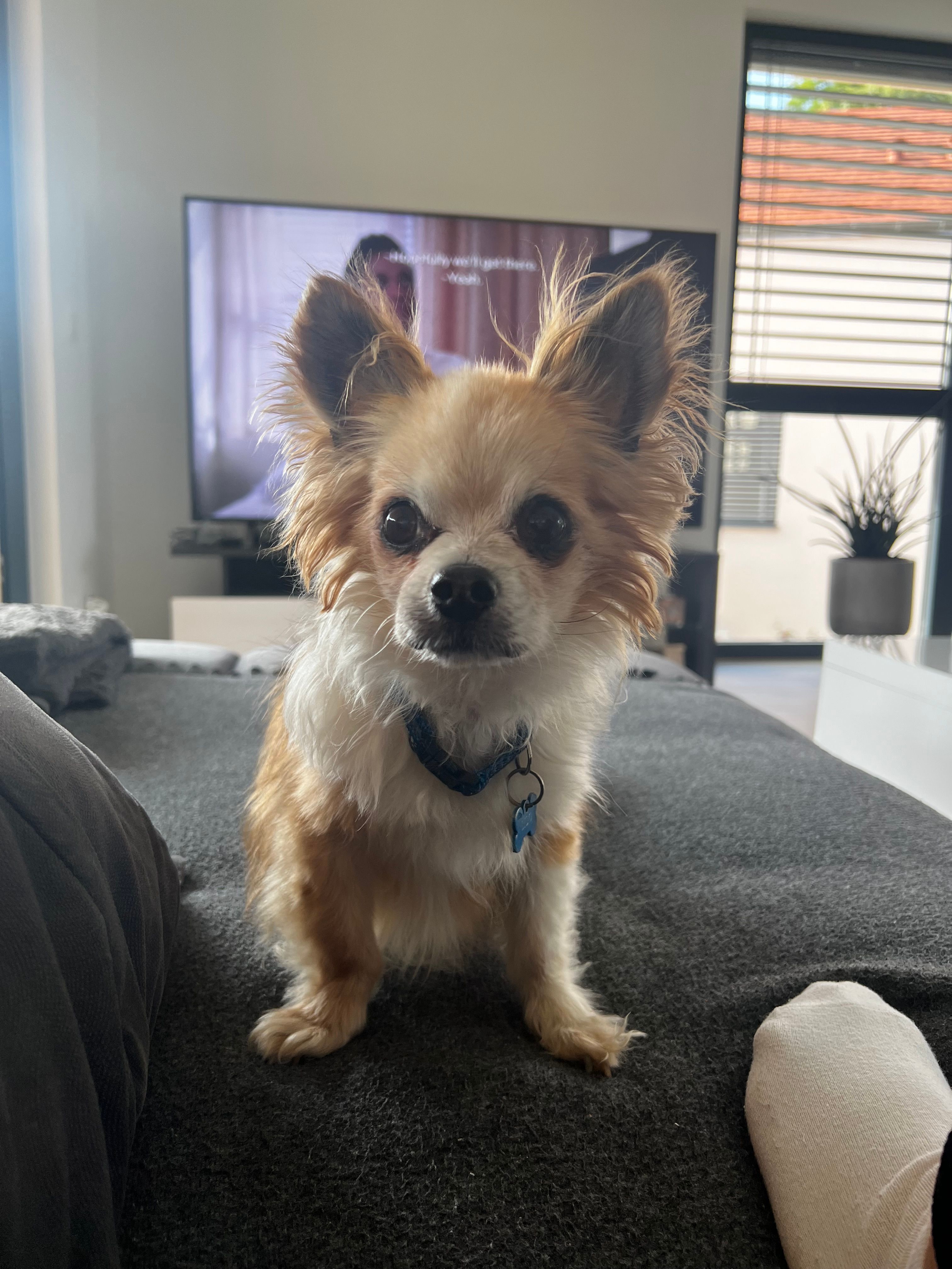 Lilo - Rue Jeannette, Hégenheim