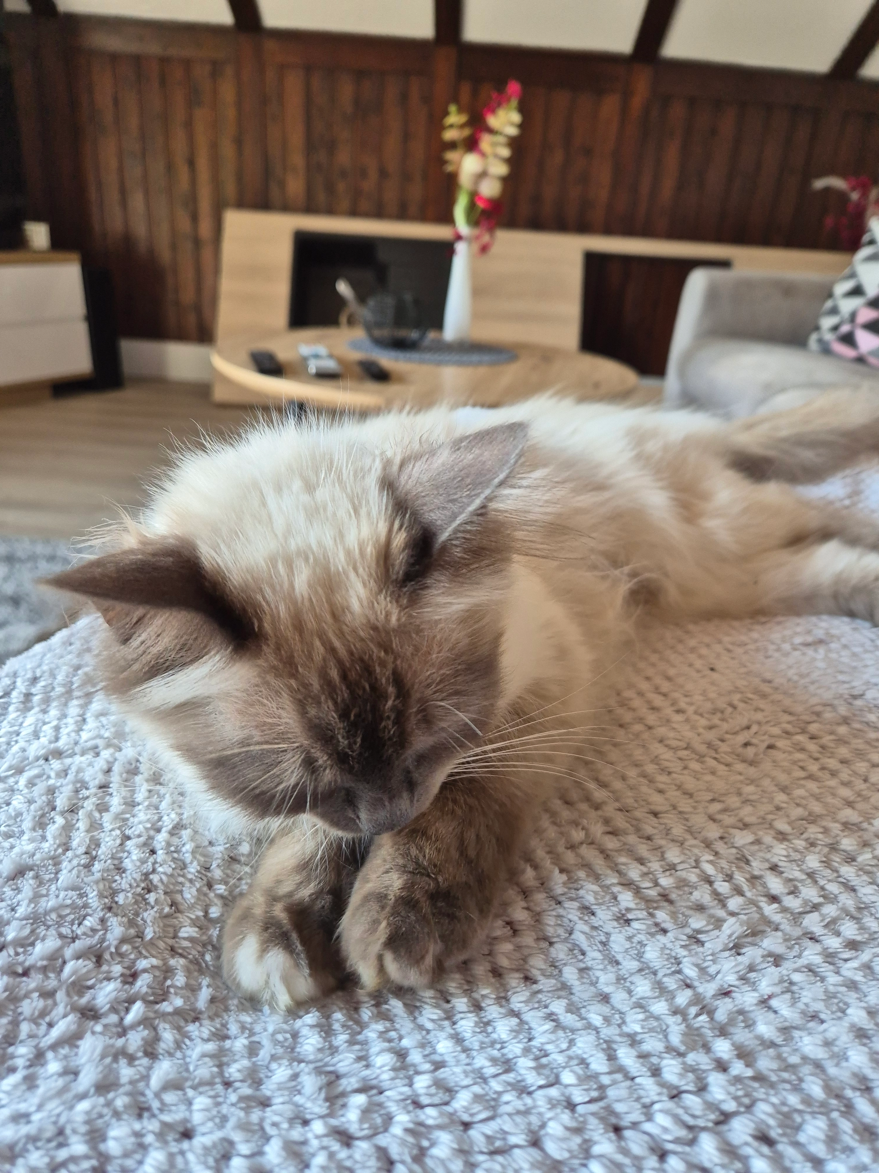 Mimi Mitz - Fliederweg, Horn-Bad Meinberg