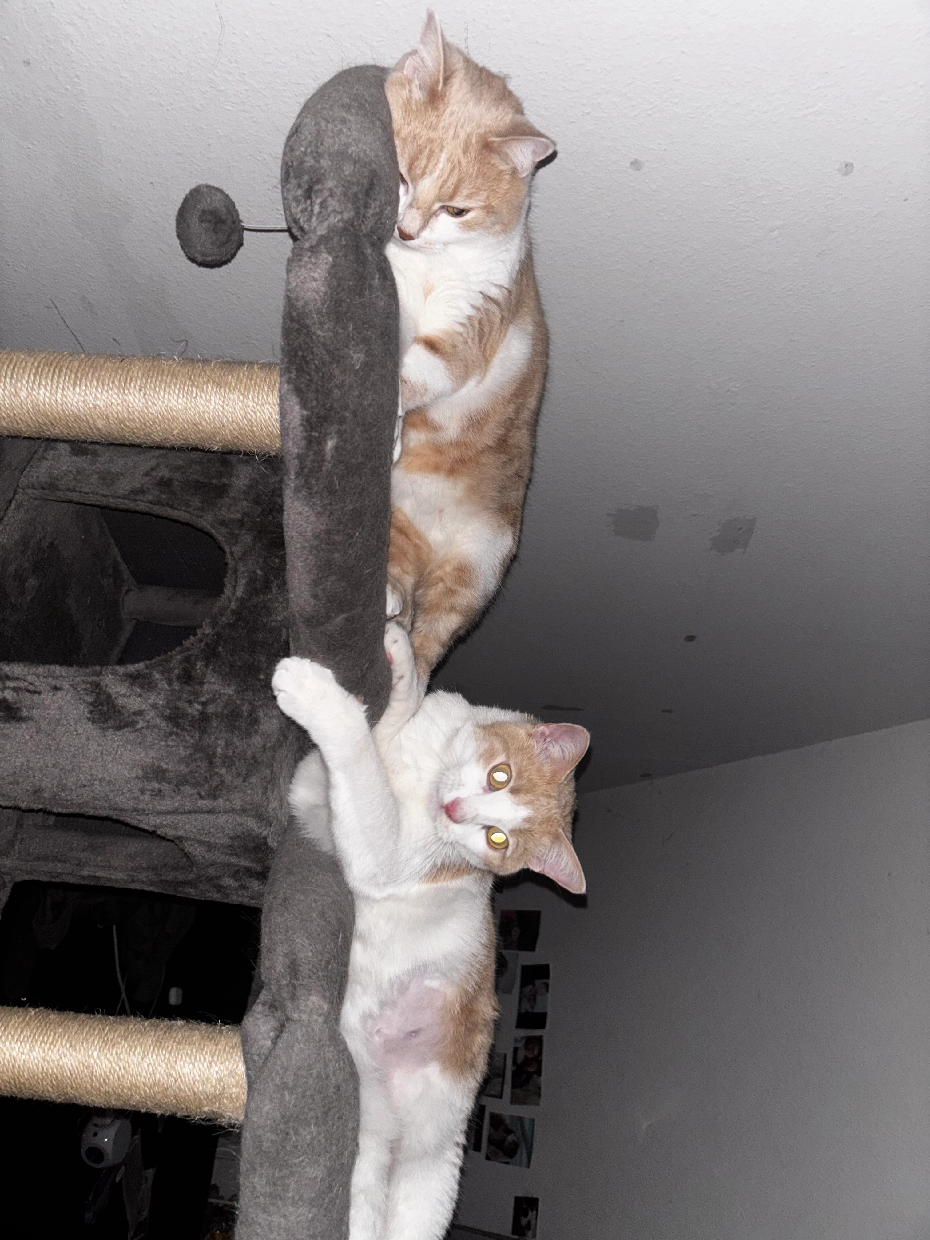 Lucifer und Hera - Offenburger Straße, Freiburg im Breisgau