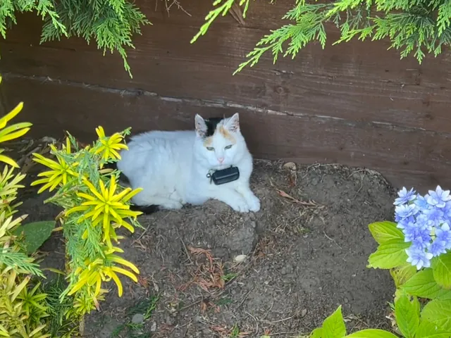 Dolly - SK7 4, Stockport