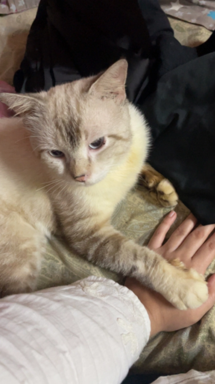 Mylo khan - Kambekar Marg, Mandvi