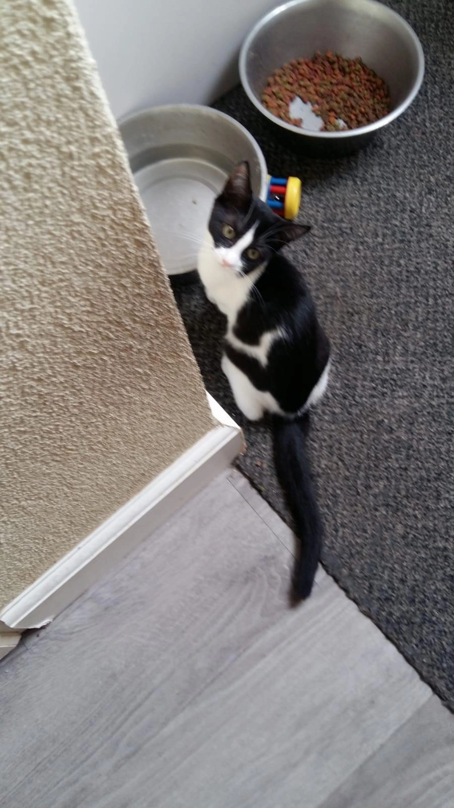 Moppie - Pater Dehonlaan, Bergen op Zoom