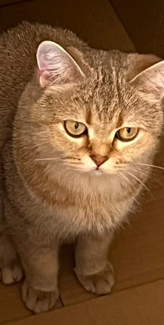 Aurora - Melgesdreef, Antwerpen