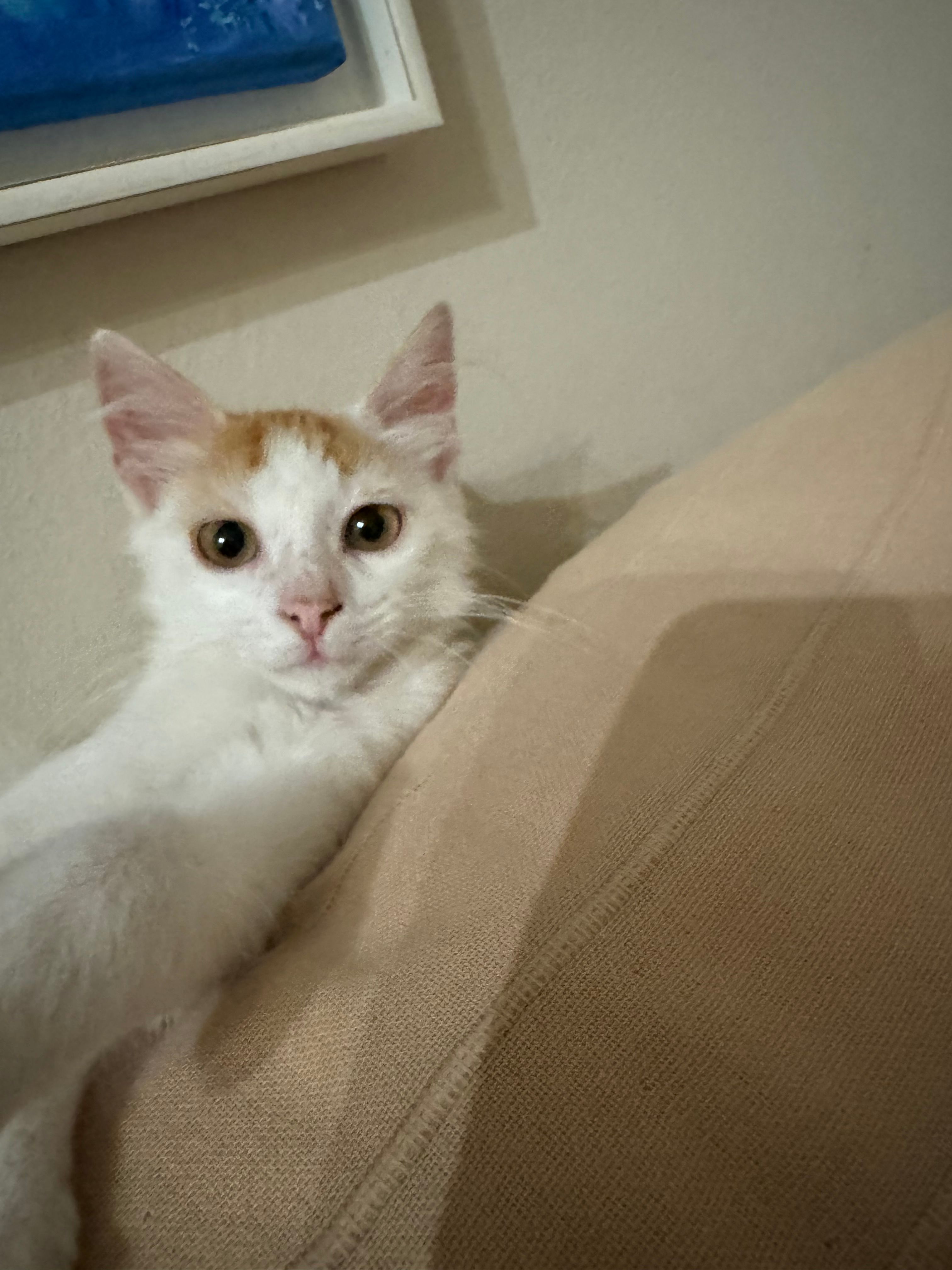 Takis - Ilia Korma, Athina