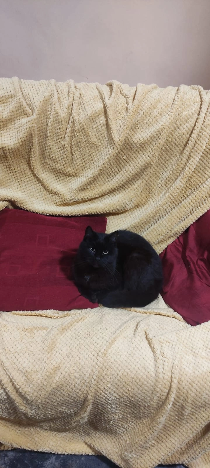 Fred - Linnet Lane Kevinsfort , Sligo