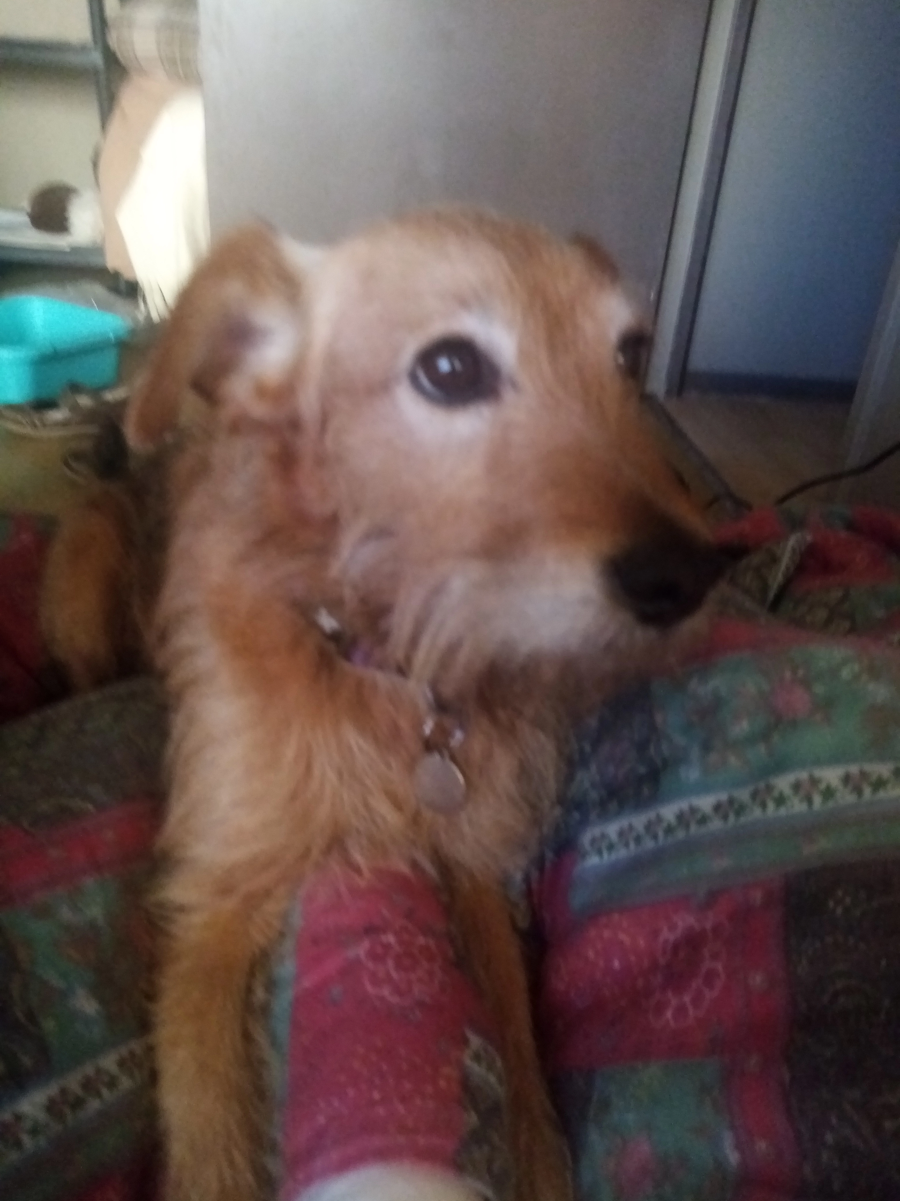 Pitchoune - 3 Rue des Planètes, Pau