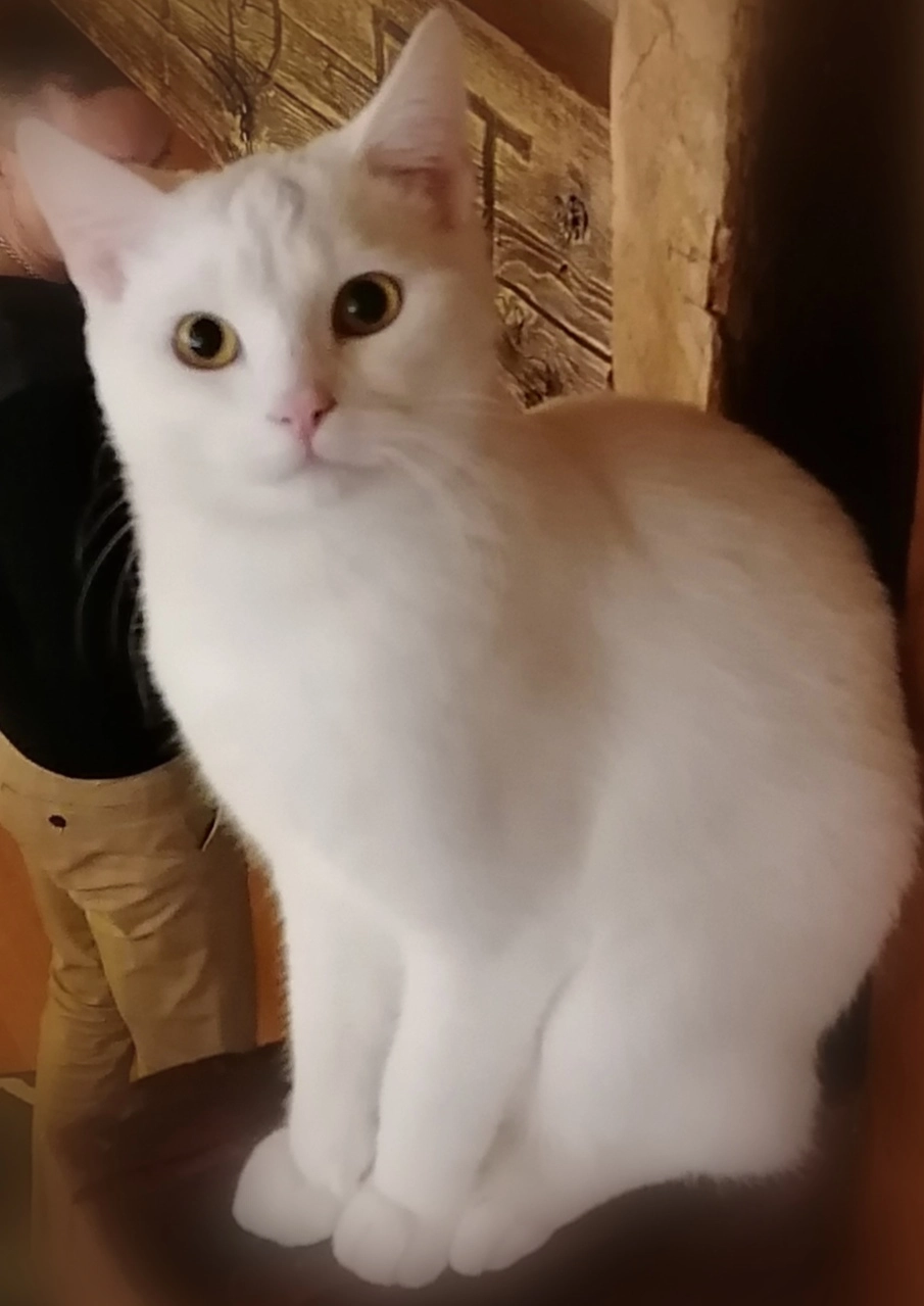 Yougi - Rue De La Tourelle, Vissoie