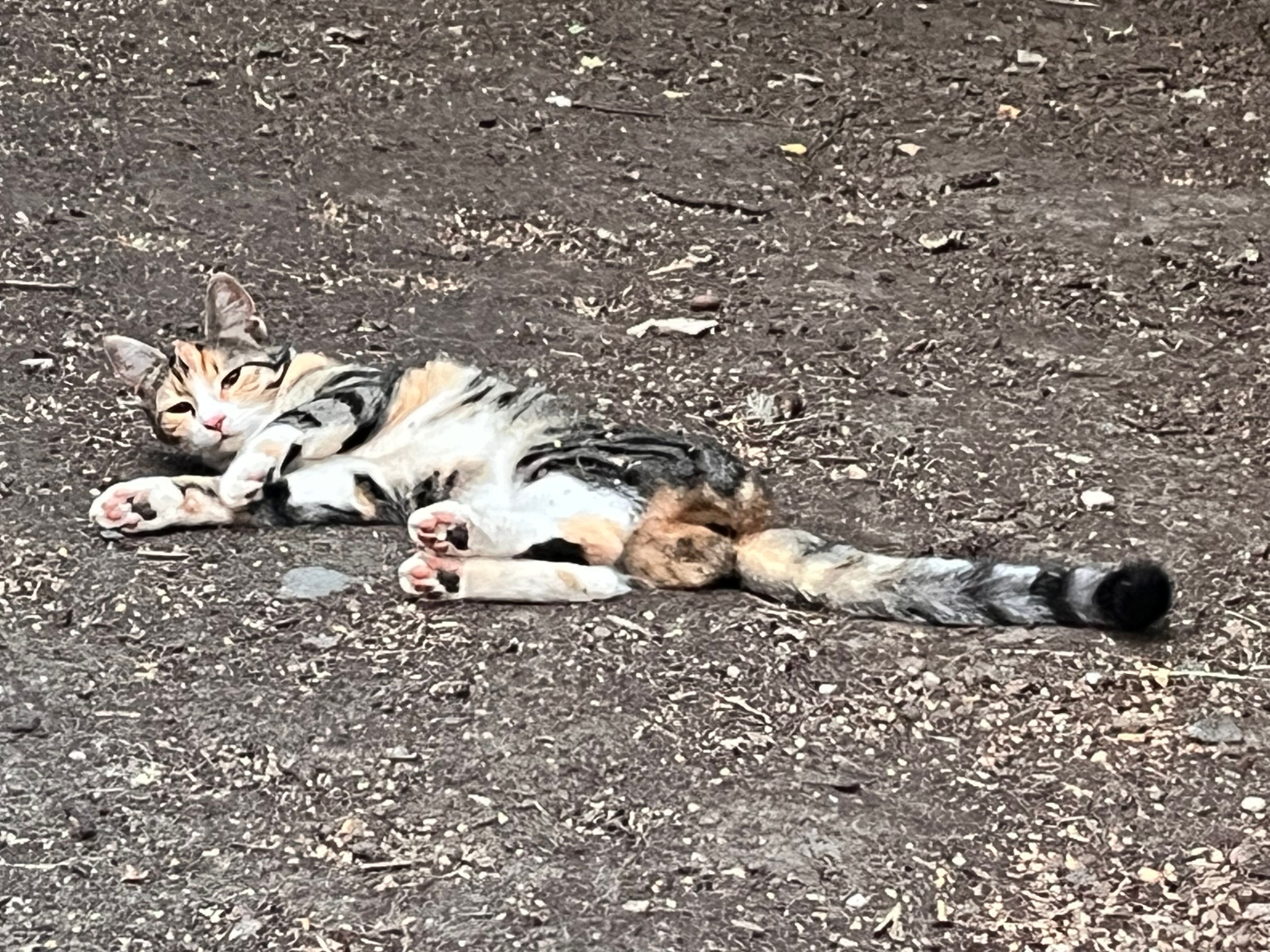 Mietzi  - Beuchaer Oberweg 7, Bad Lausick