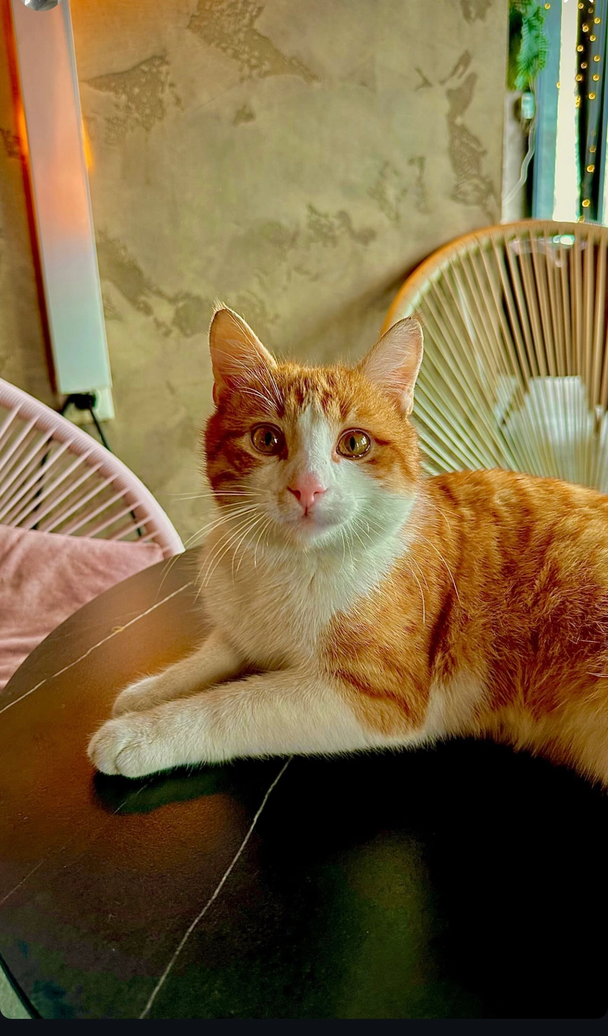 Tomas - Dardania, Prishtina