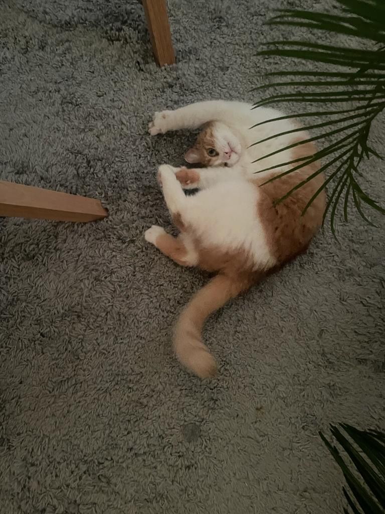 malu - Löffelstraße, Steinfurt