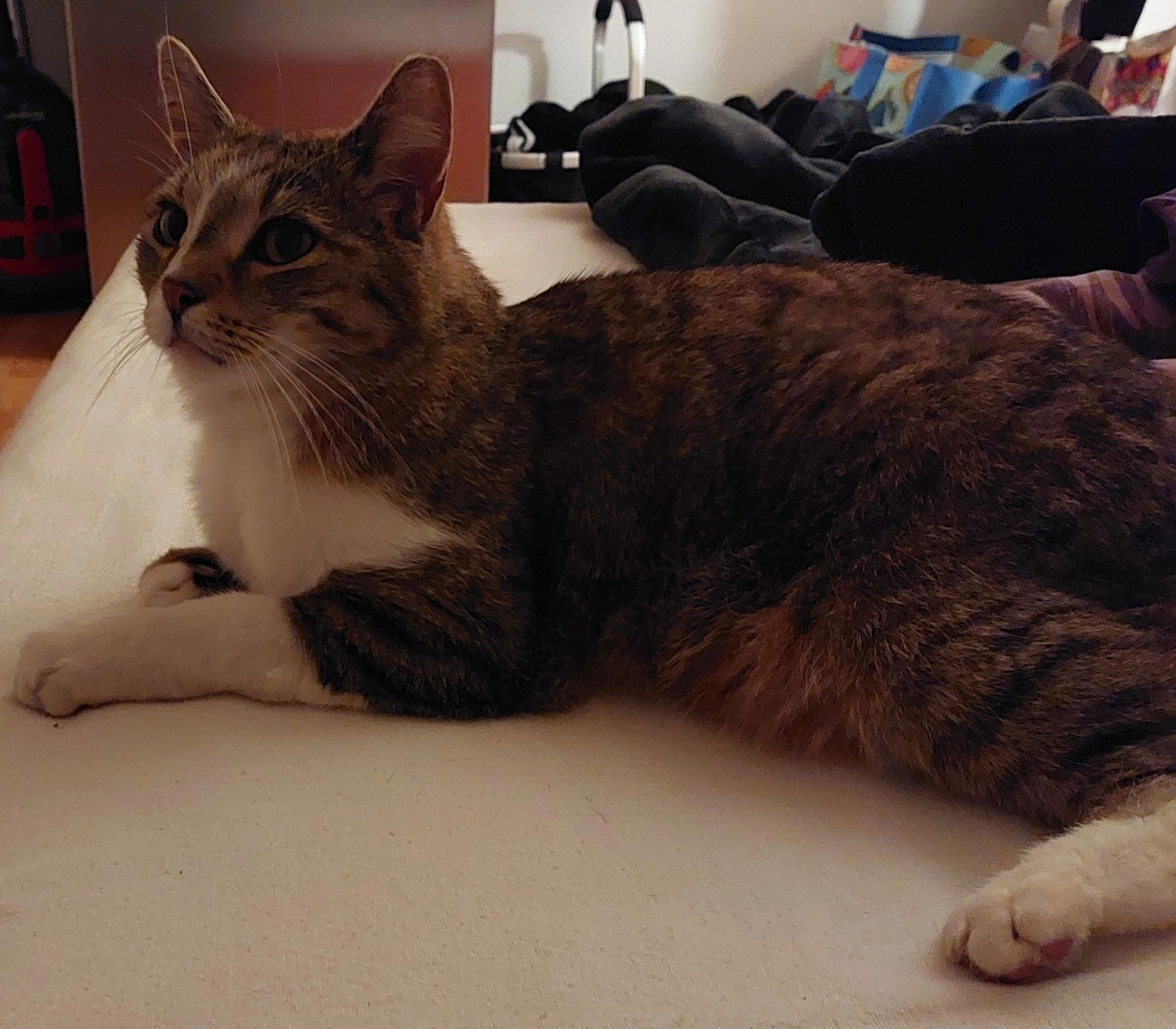 Tiger - Königsberger Straße, Vilsbiburg