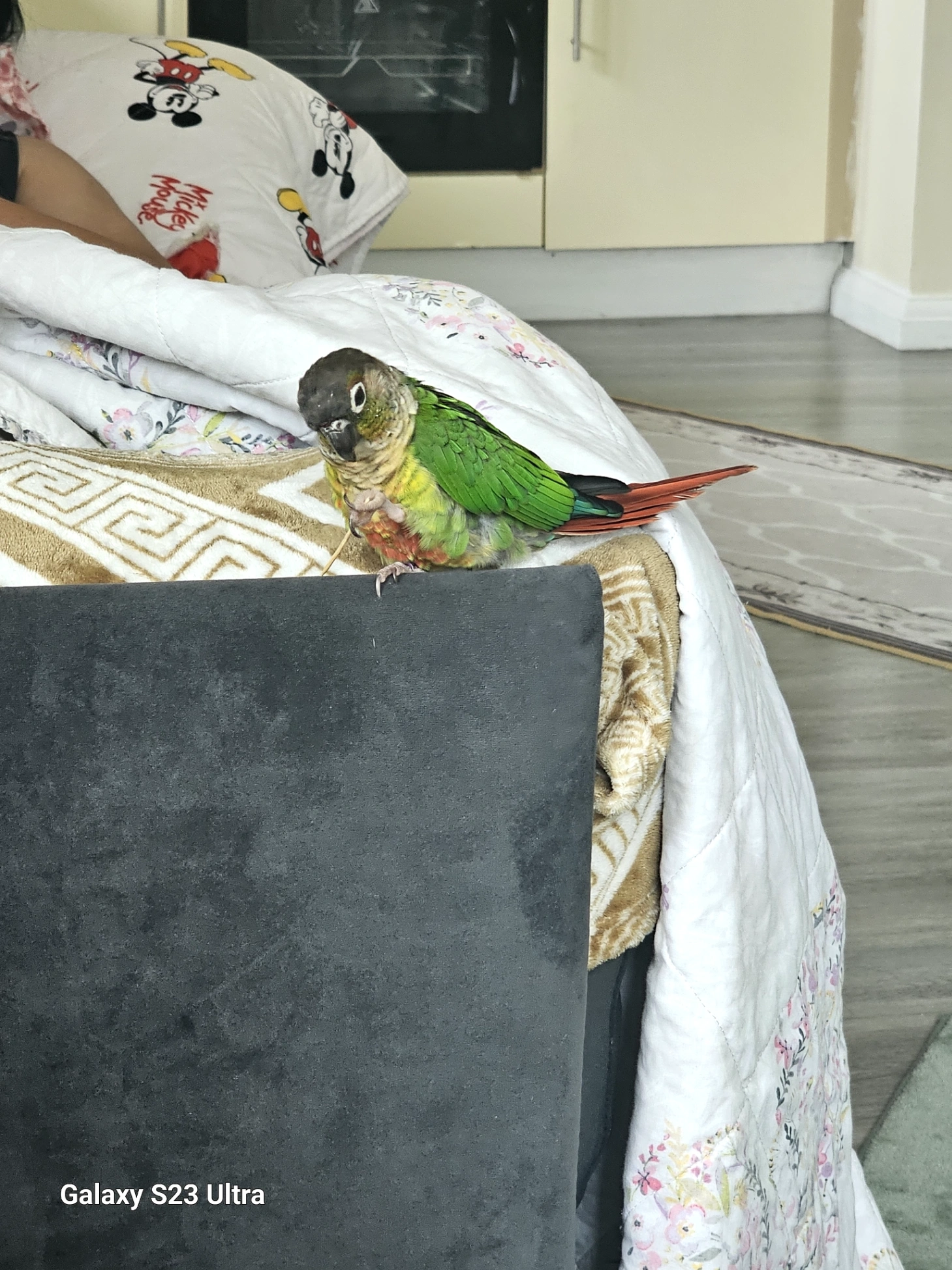 Bobi - London Road, Romford