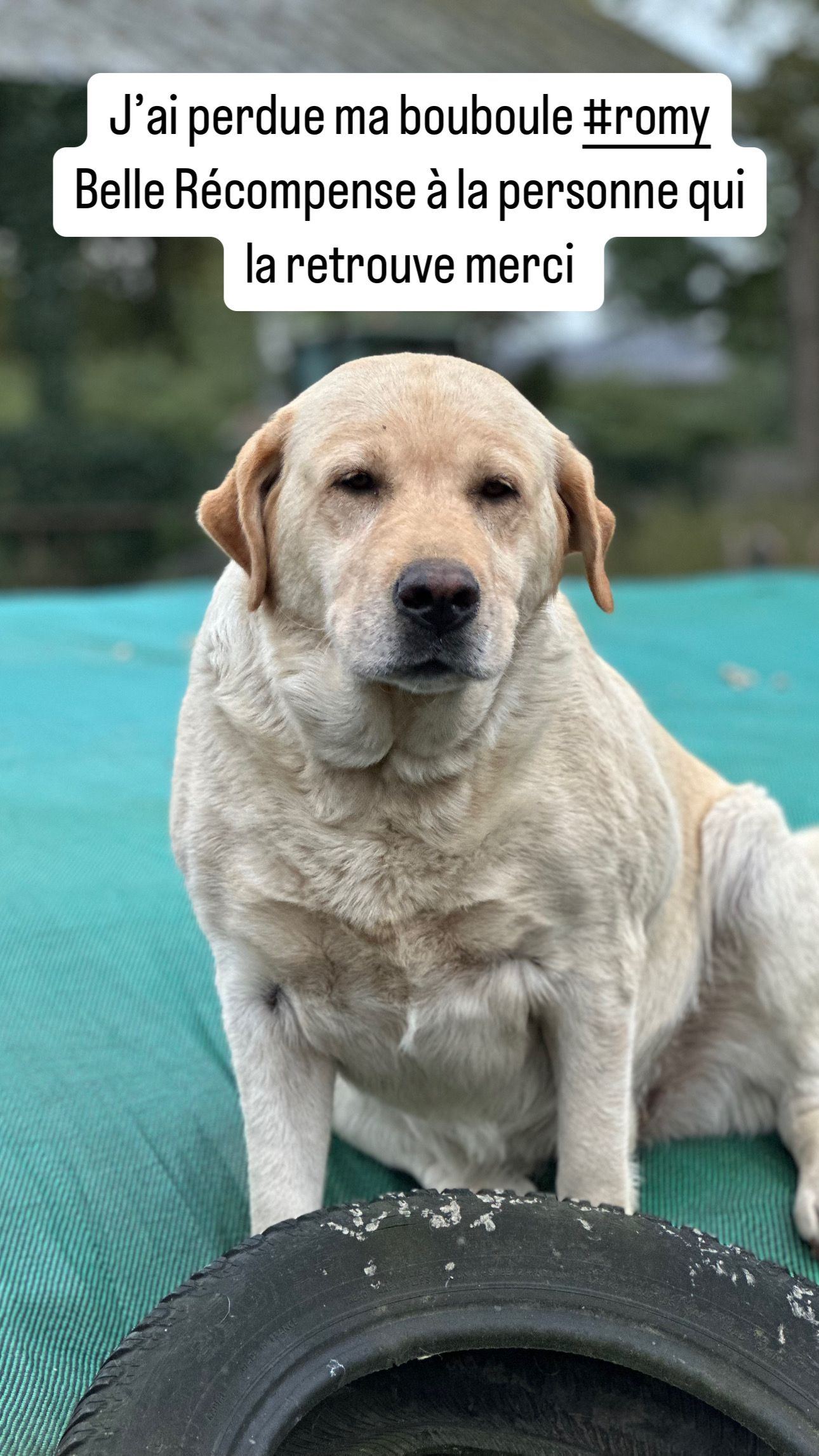 Romy - Chemin de la Chaussée, Le Lion-d'Angers