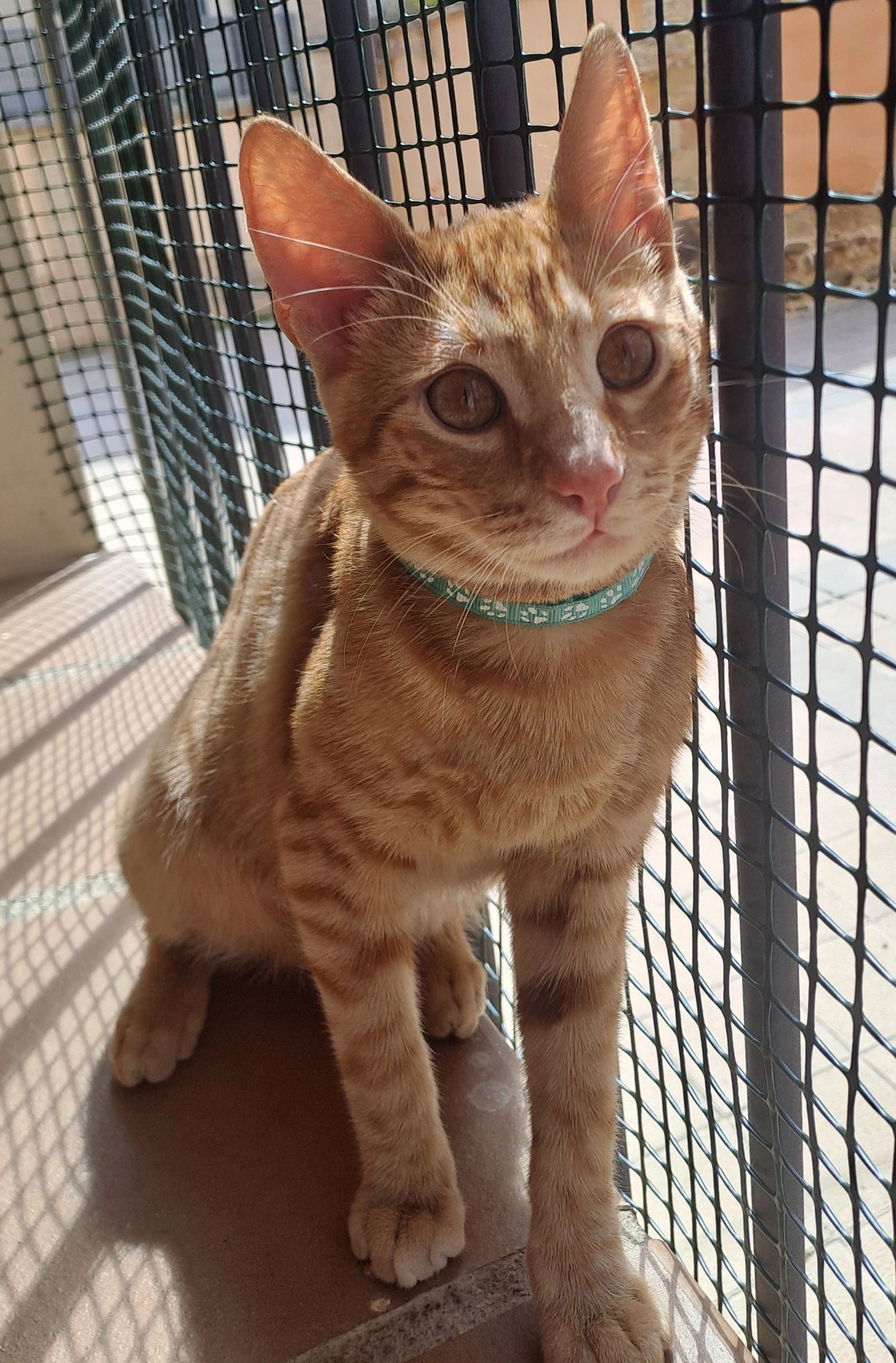 Ronny  - Calle de Santiago Alba Bonifaz, Zamora