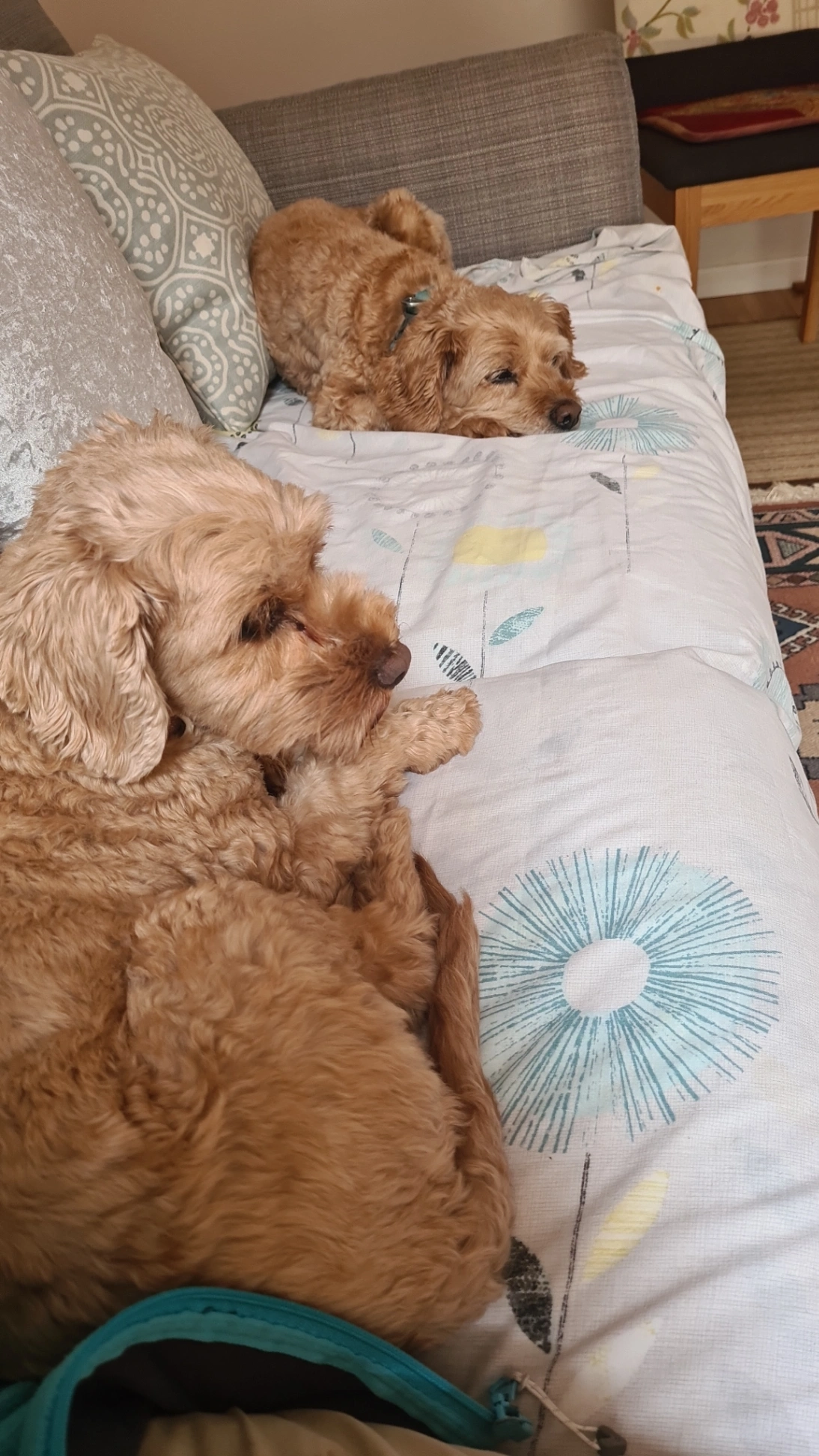 Poppy - Braemar Road, Birmingham