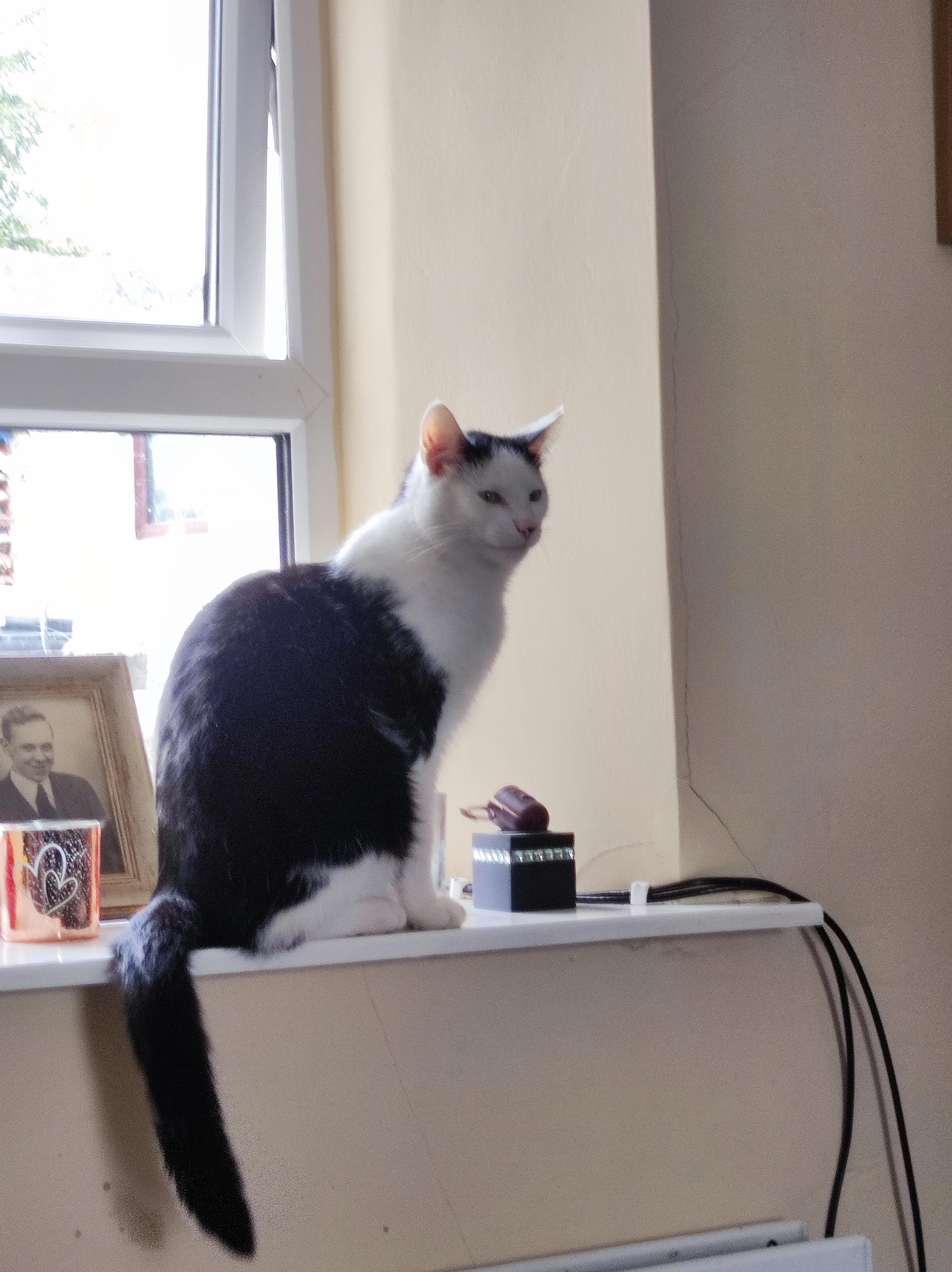 Shiro  - L1000, Byrnesgrove Ballyragget 