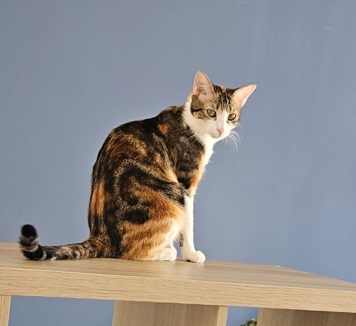 Soha - 4 Rue de Suisse, Nice