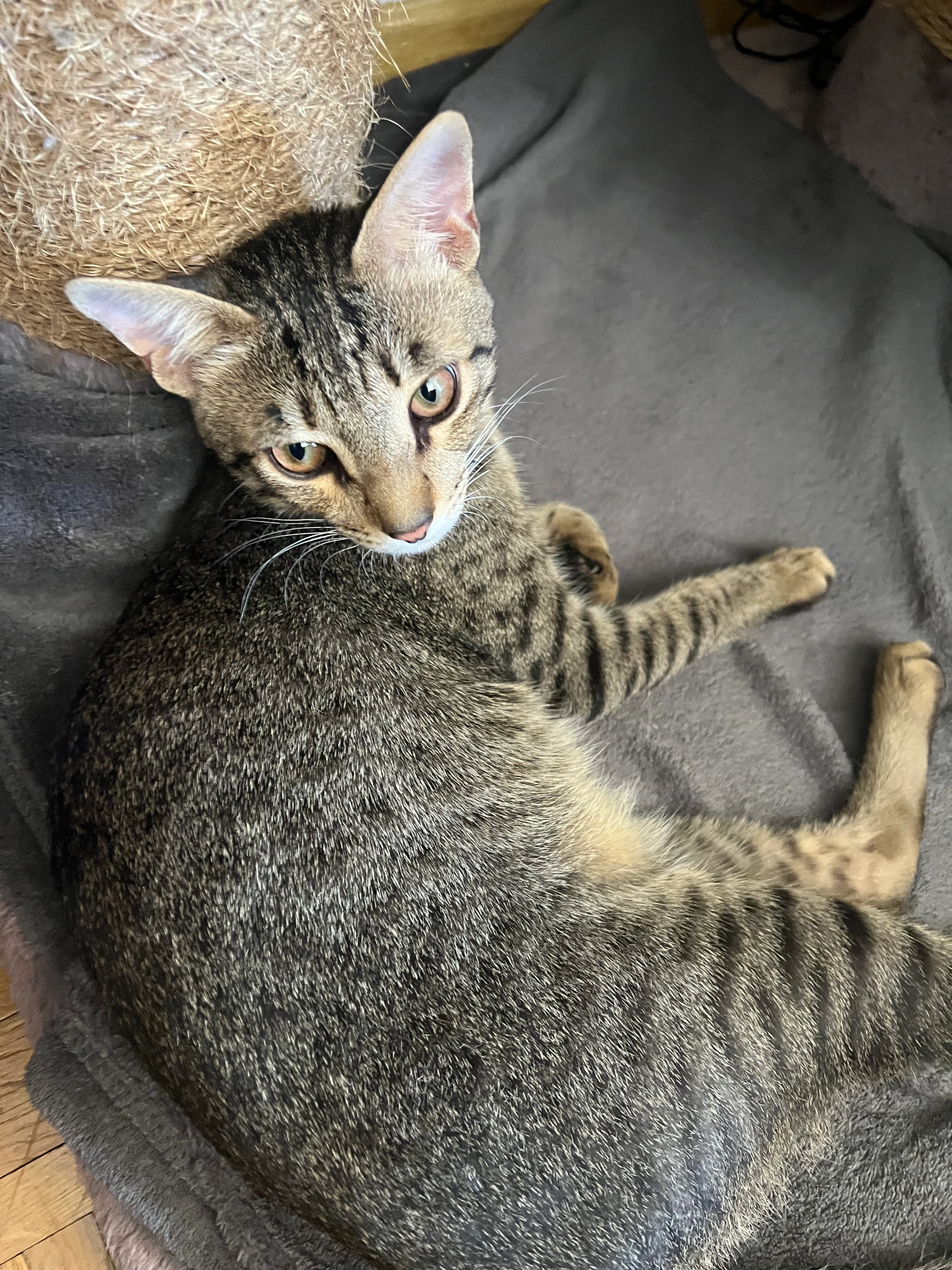 Tiger - Am Ostpark, Rüsselsheim am Main