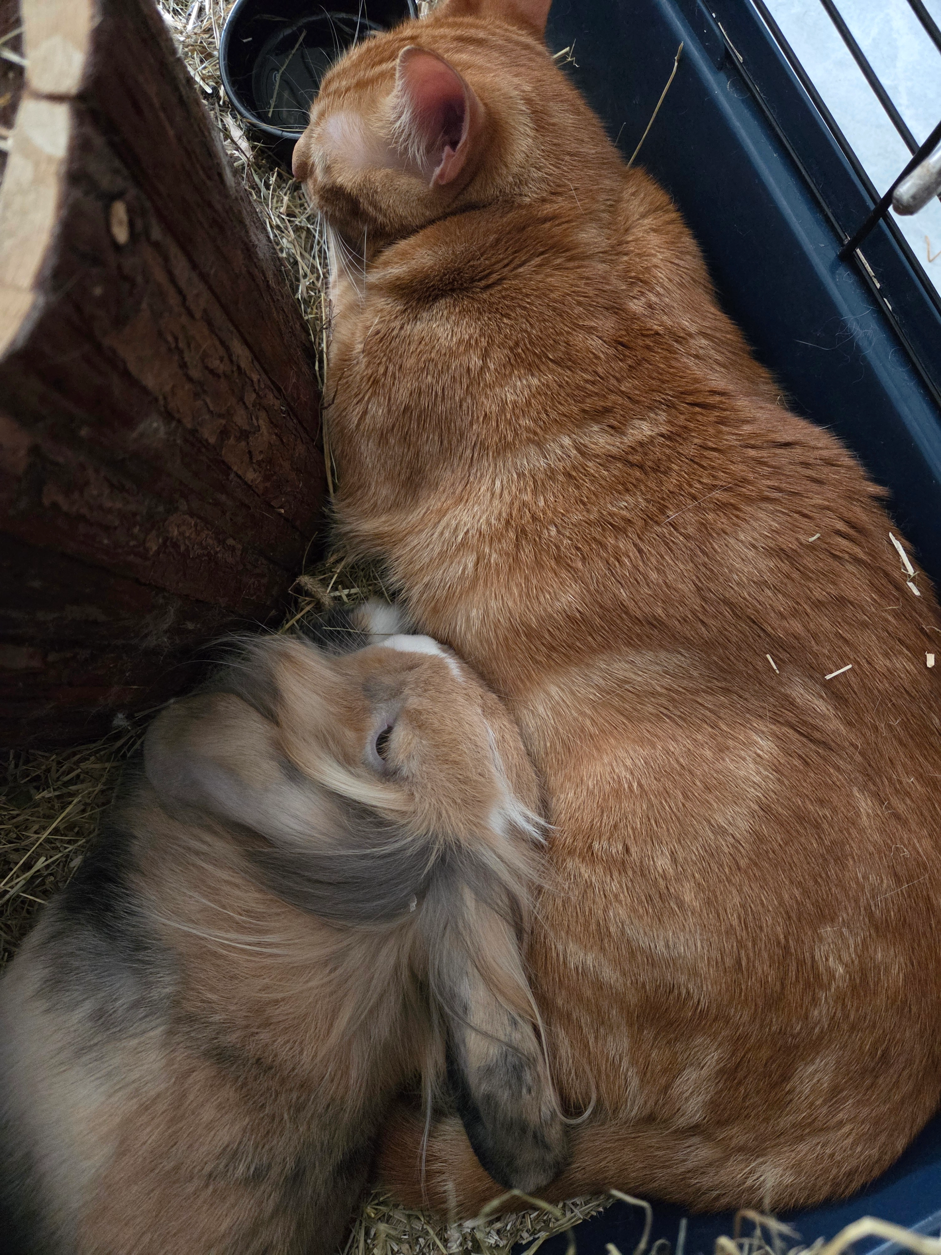 Winnie  - 14 Rue des Gueules Noires, La Mure