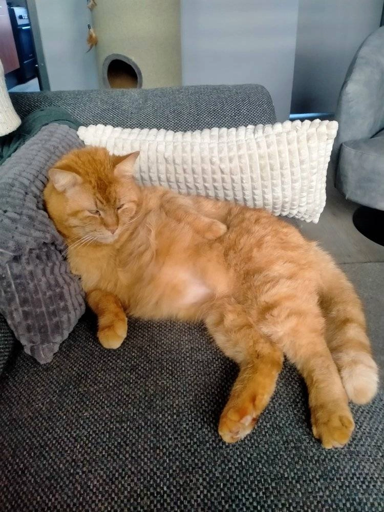 Simba - Anjelierstraat, Steenwijk