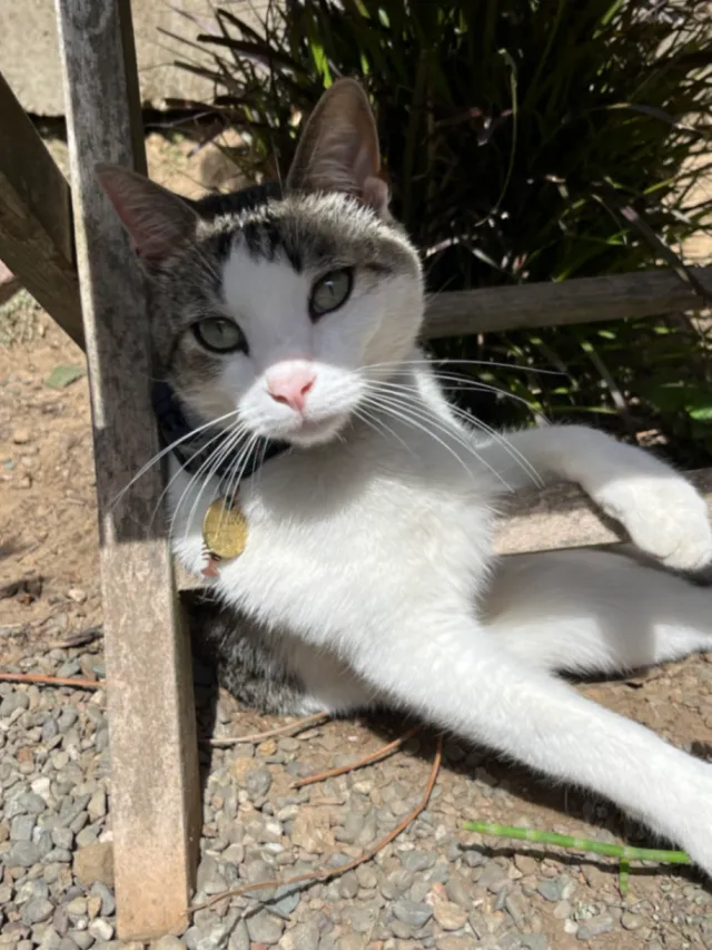 Jagger - Hillside Drive, Castro Valley
