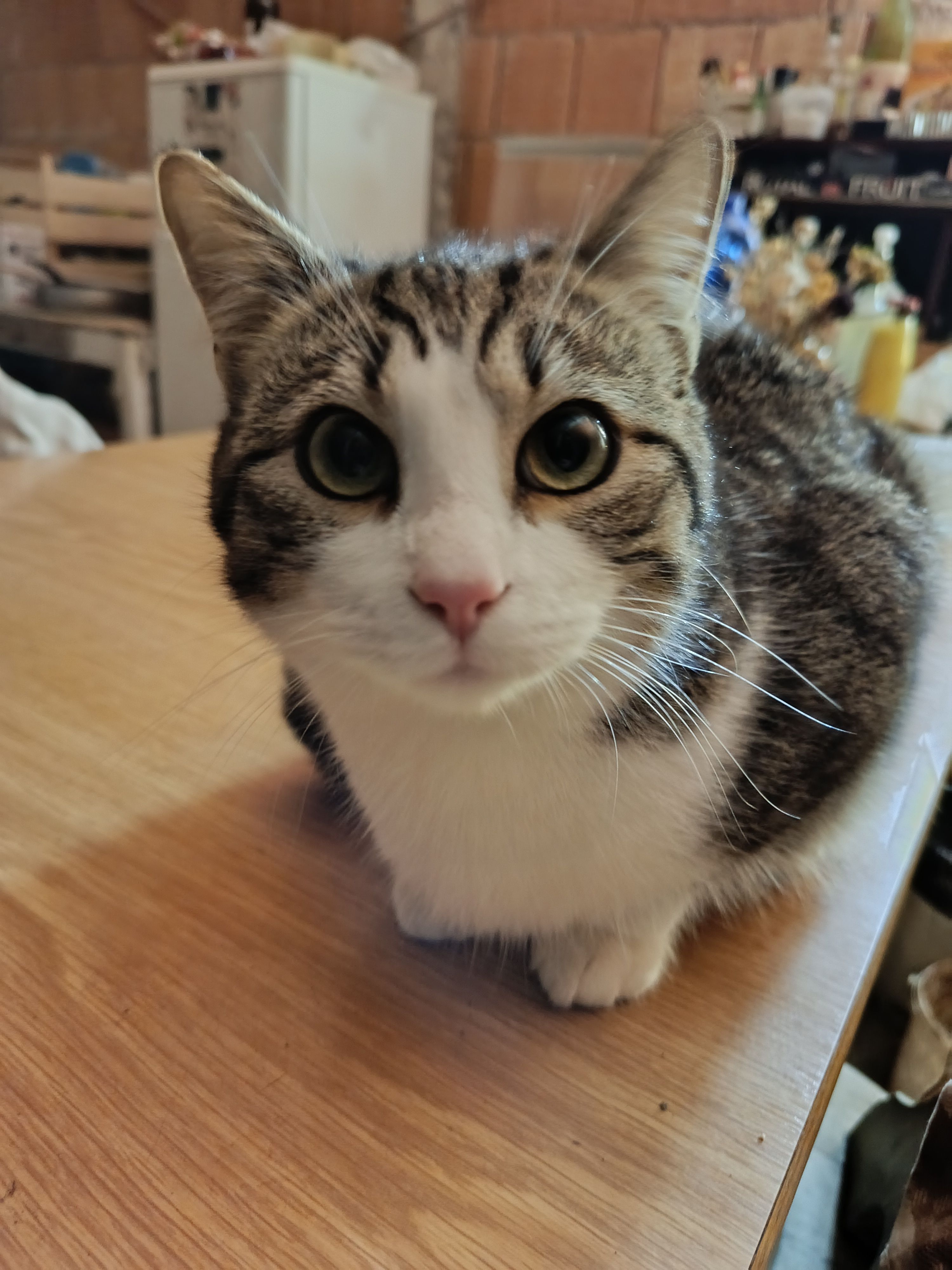 Bluey - Via Santa Apollonia, Bellaria-Igea Marina