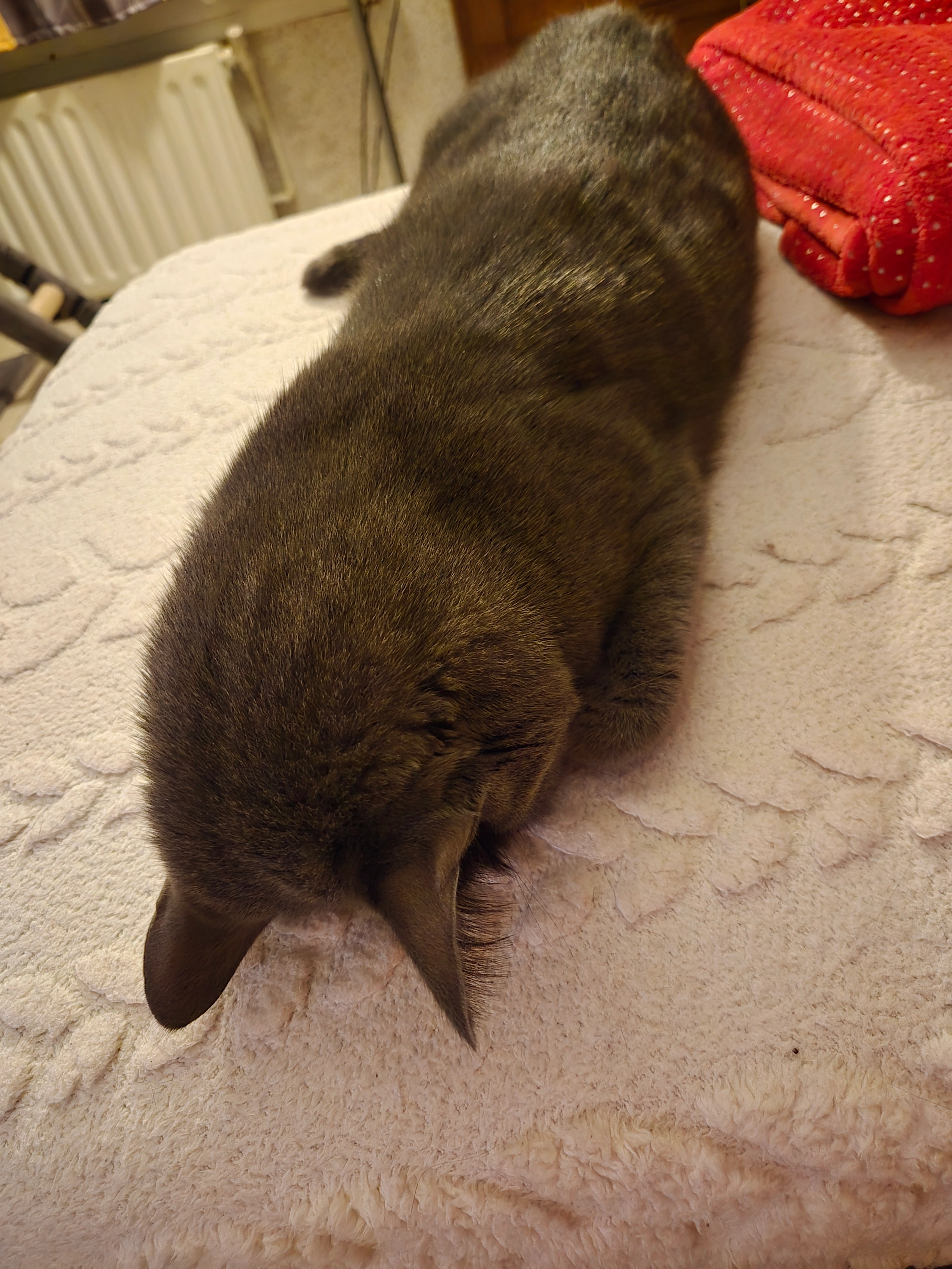 Grizouille  - Rue Des Écoles, Orgnac-l'Aven