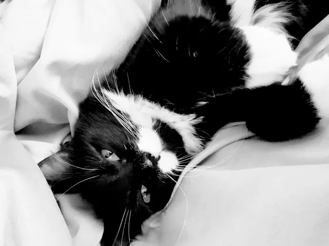 Scamp - DY2 7, Dudley
