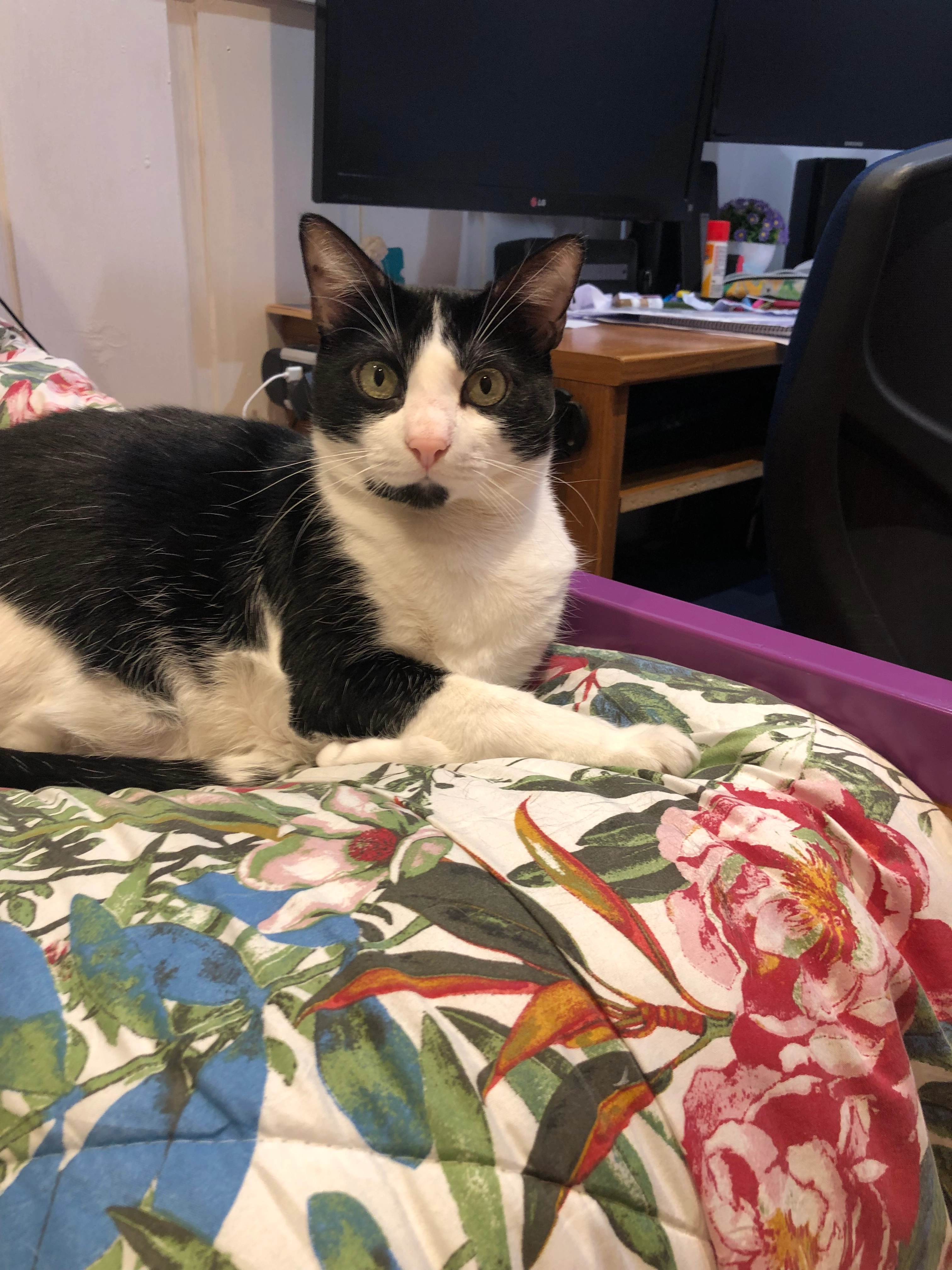 Pepito - Calle del Progreso 11, Burgos