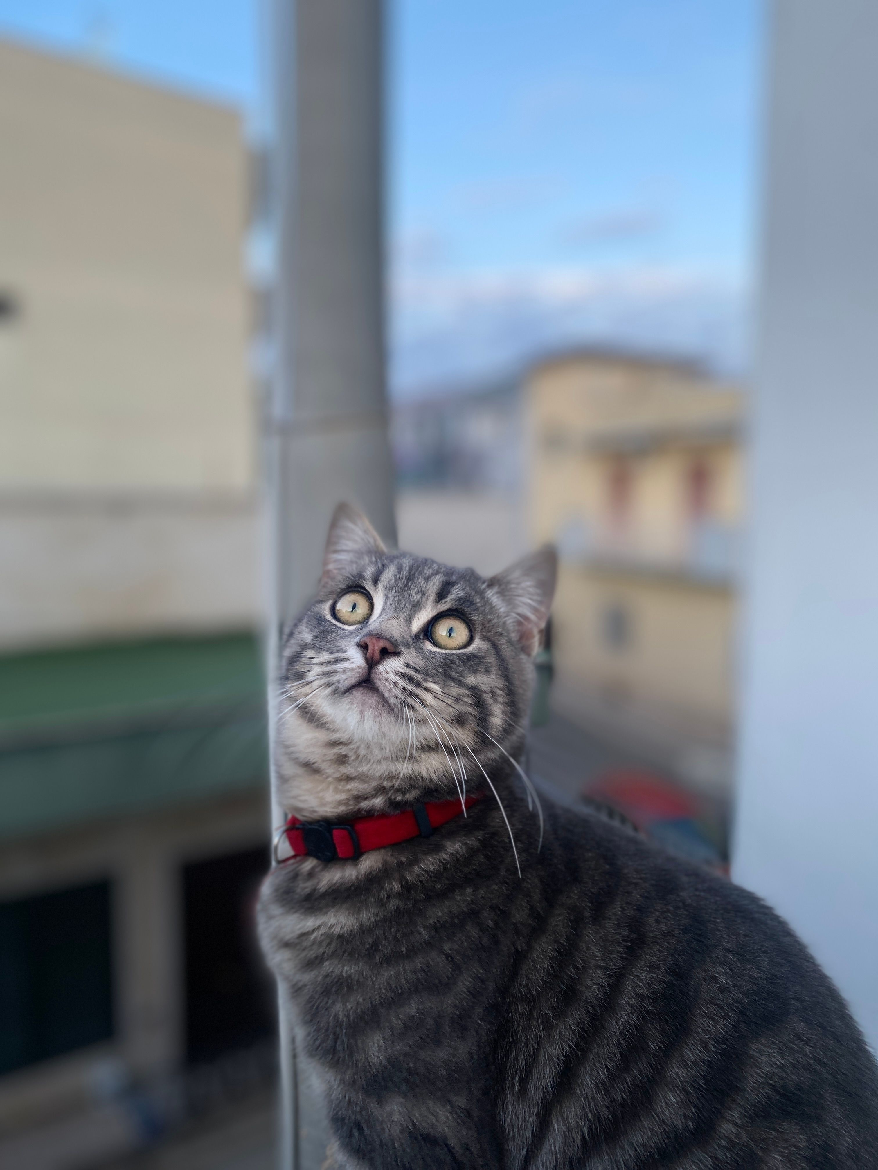 Coco  - Via Isonzo, Modugno