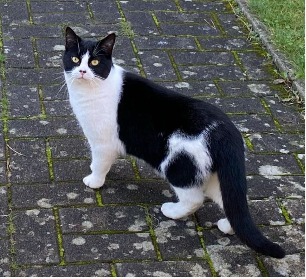 Valentine - Stichlingsweg, Zempin