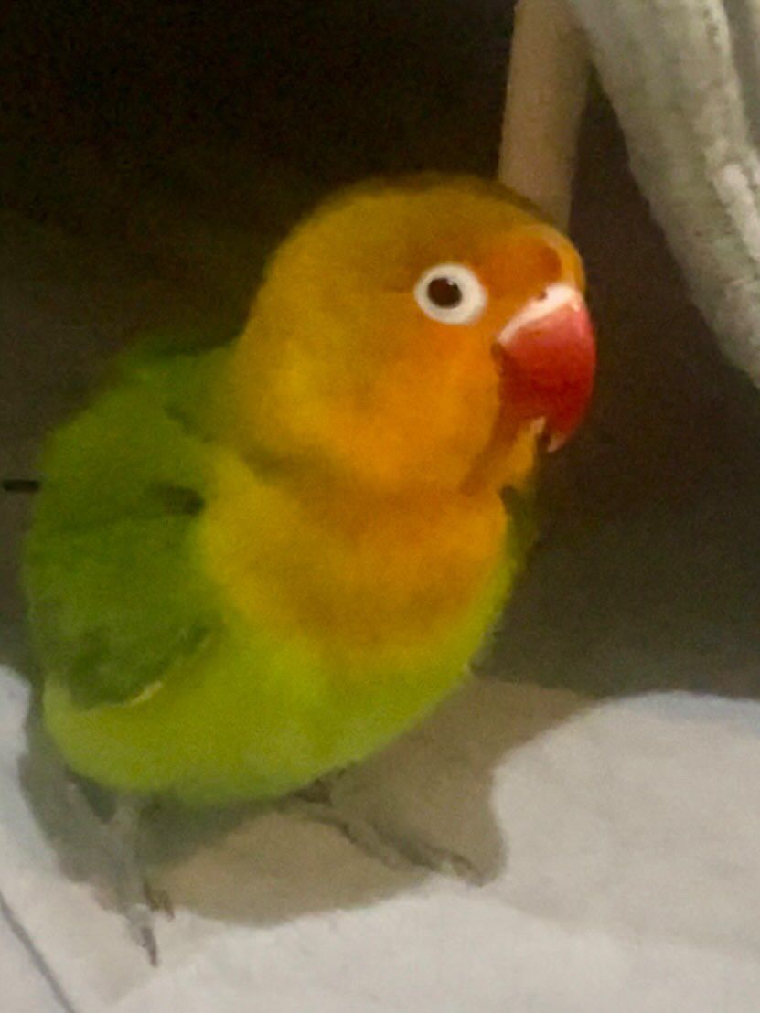 modely - 46, Jabriya