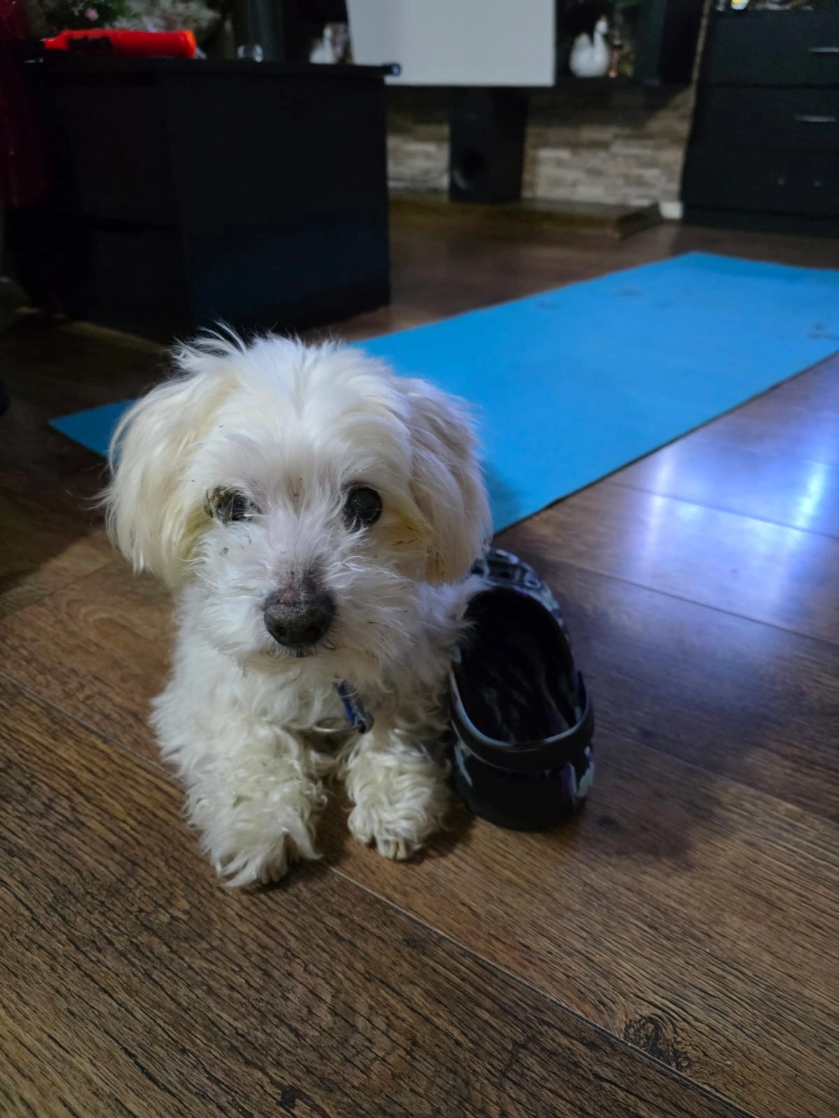 Goofy - Harrowdene Close, Wembley