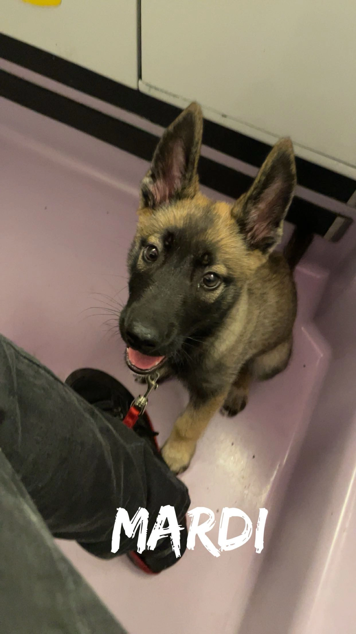 Snow - 20 Rue du Maréchal Leclerc, Broglie