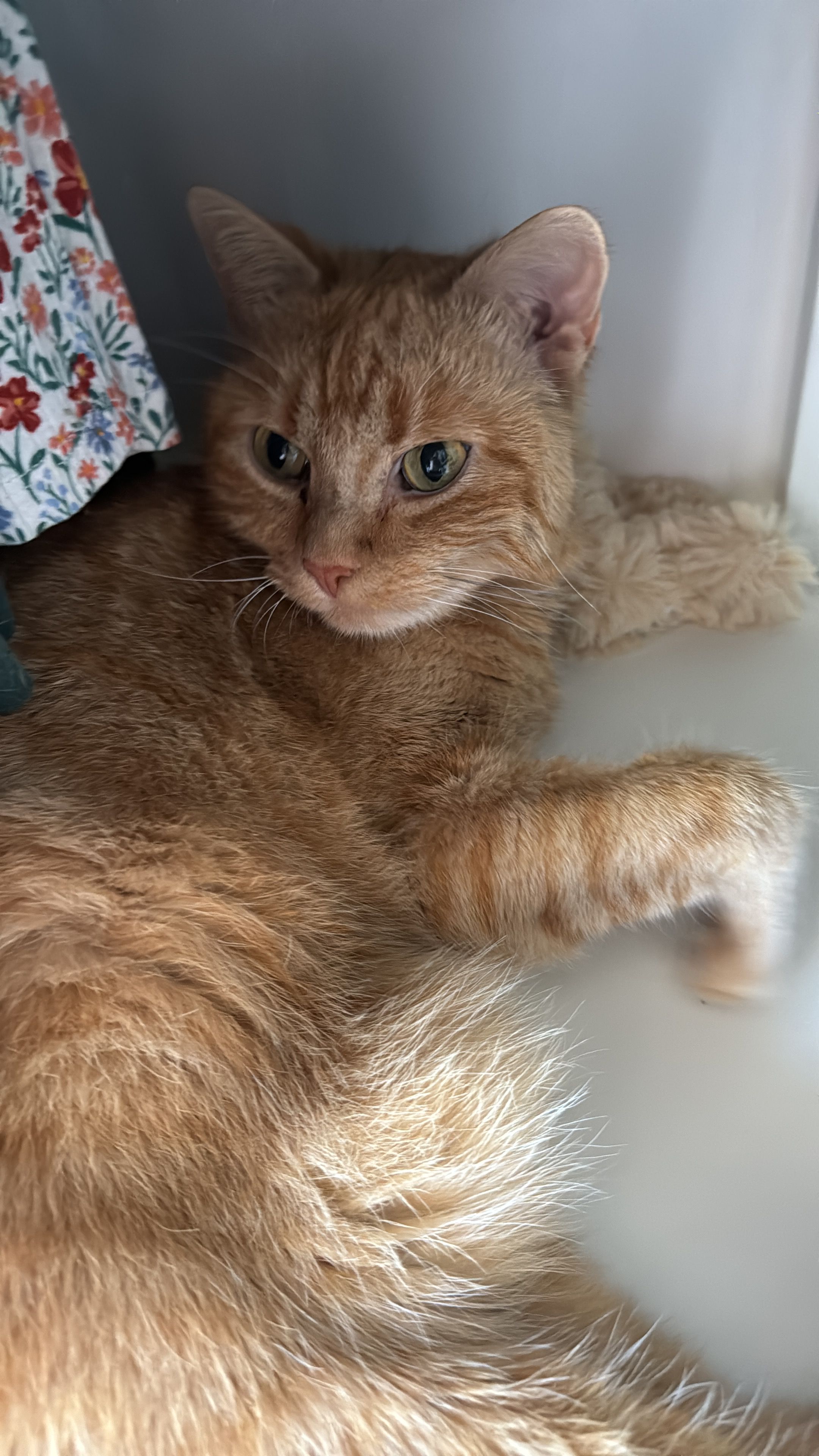 Murzik - Karl-August-Straße, Apolda