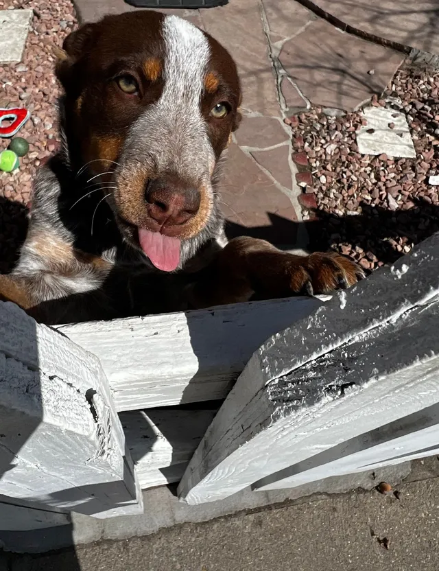 Canela - Pioneer Circle, Thornton