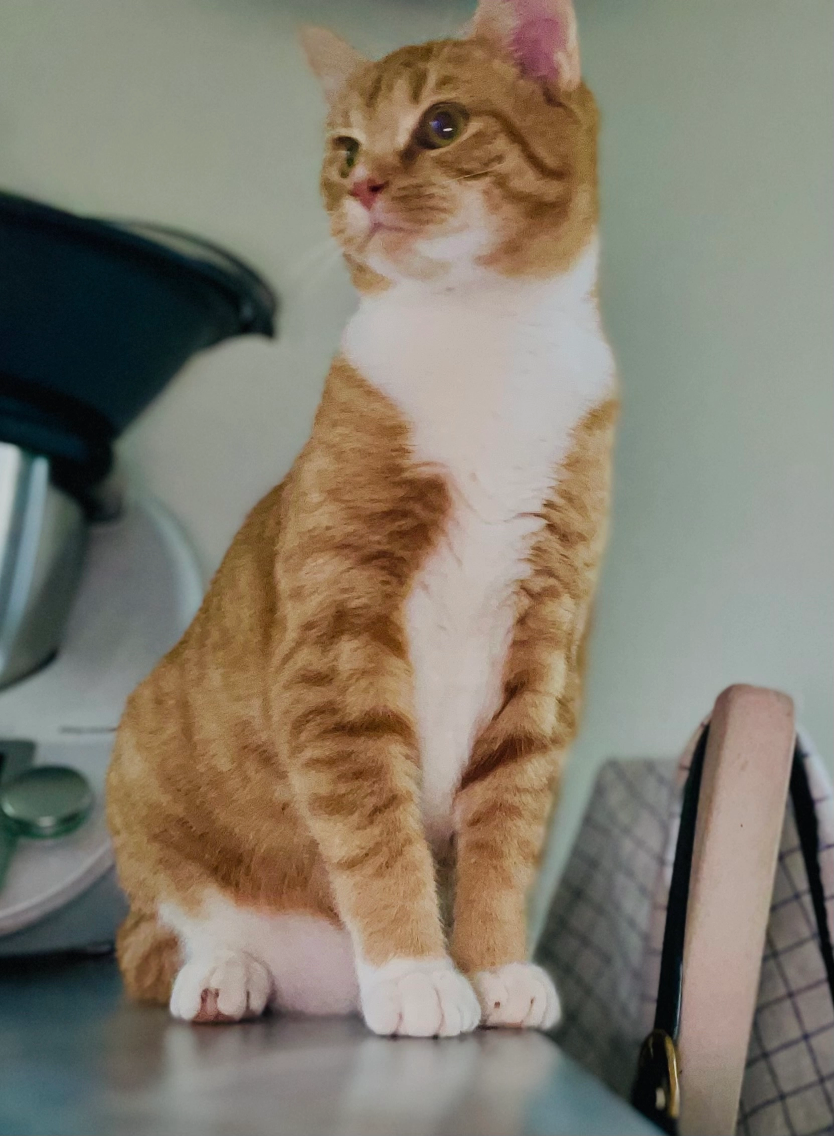 Mimi - La Raie, Nogent-sur-Loir