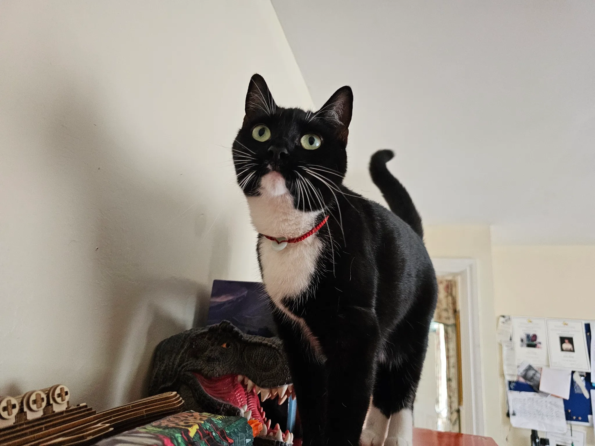 Mimi - Anchorway Road, Coventry