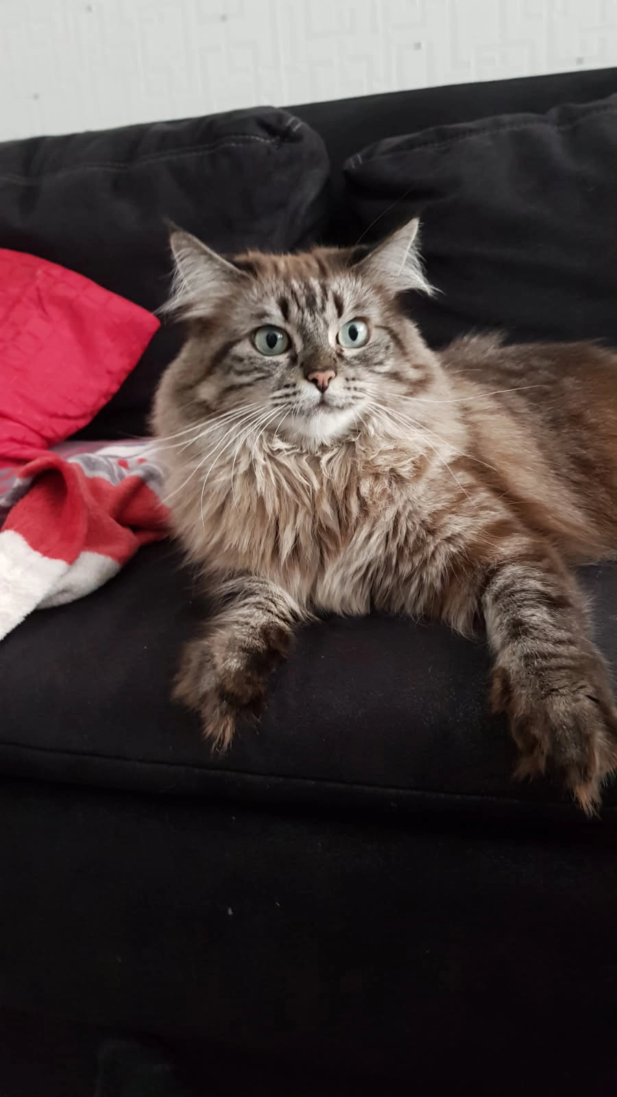 Bailey - Hochfeldring, Hügelsheim