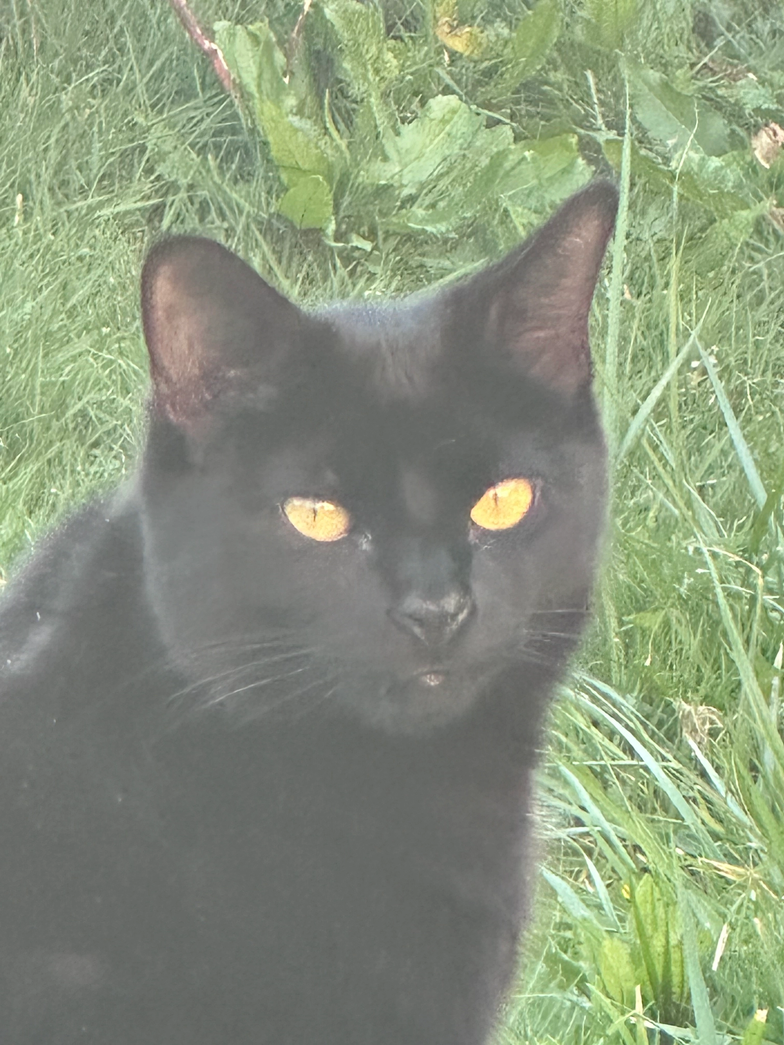 Mochi - Pines Road, Exmouth