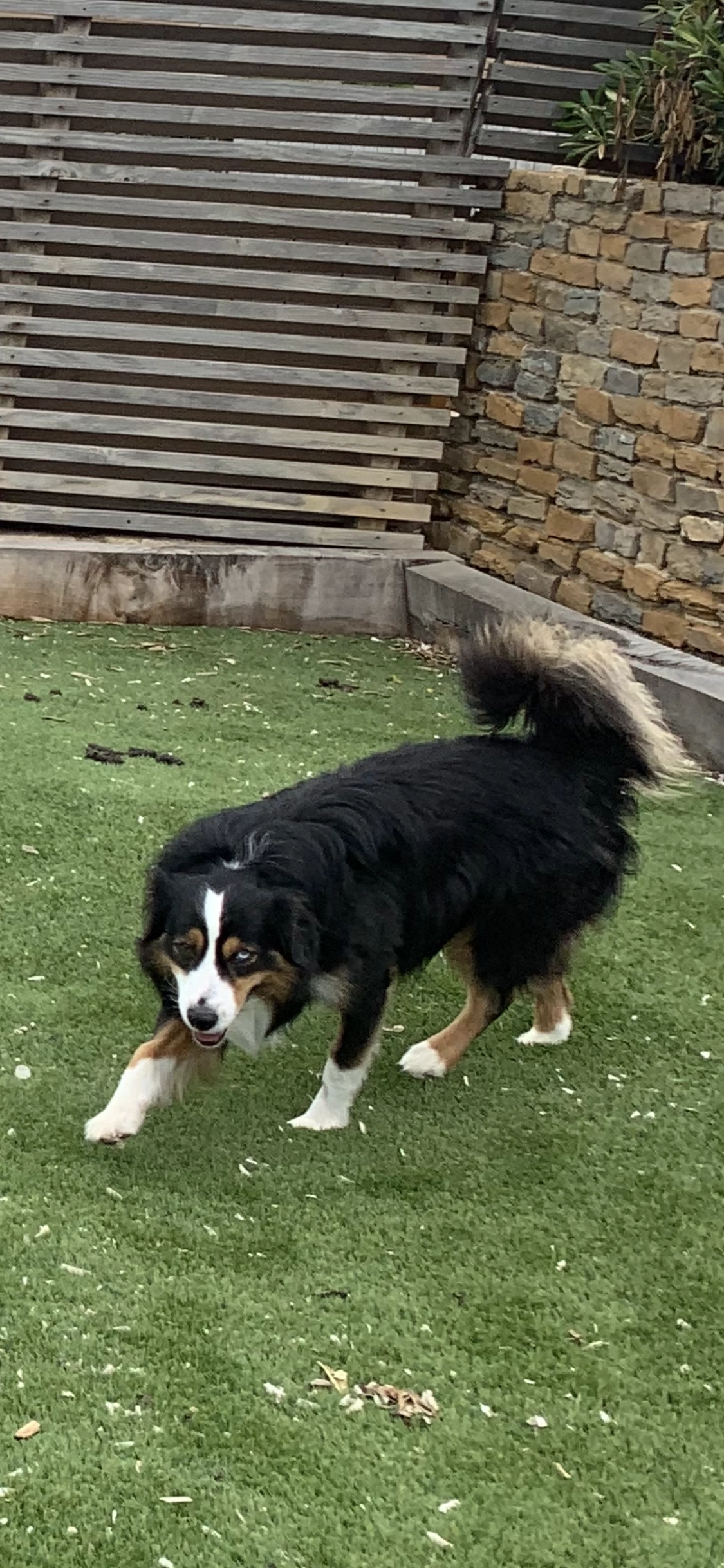 Cookie  - Impasse des Mouettes, Six-Fours-les-Plages