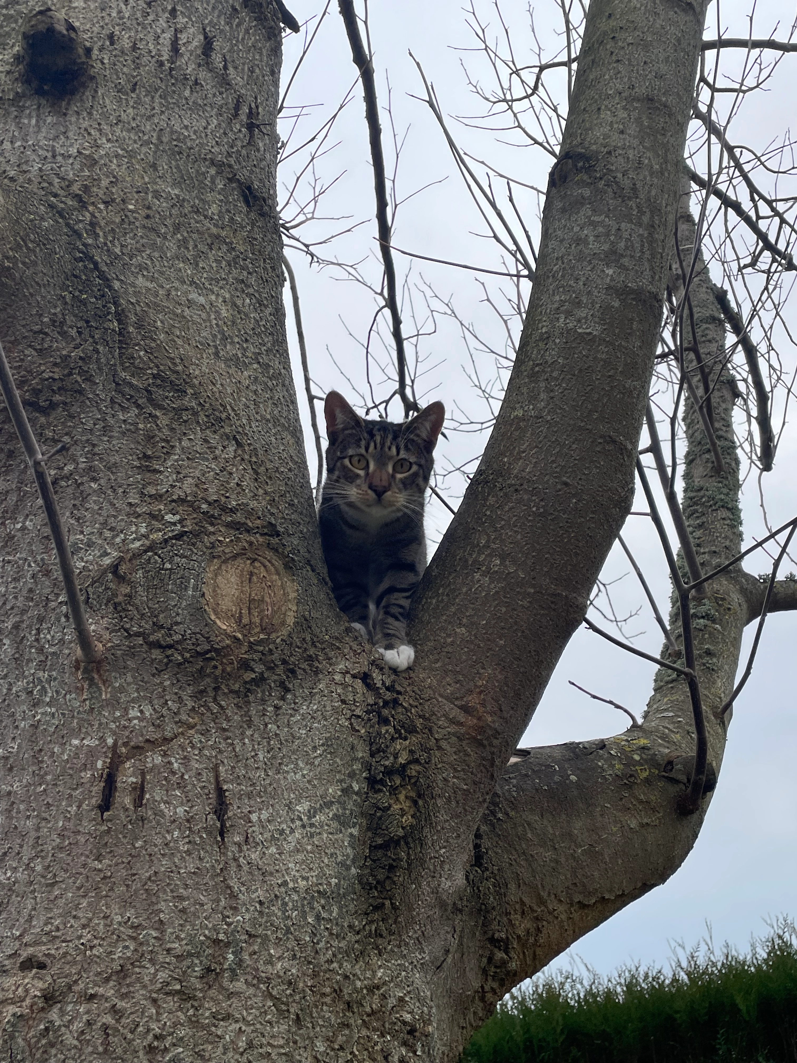 Timi - 14 Rue Hochet, Saint-Valery-en-Caux