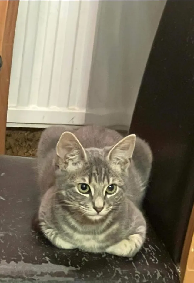 Muffin - Shefford Crescent, Wokingham