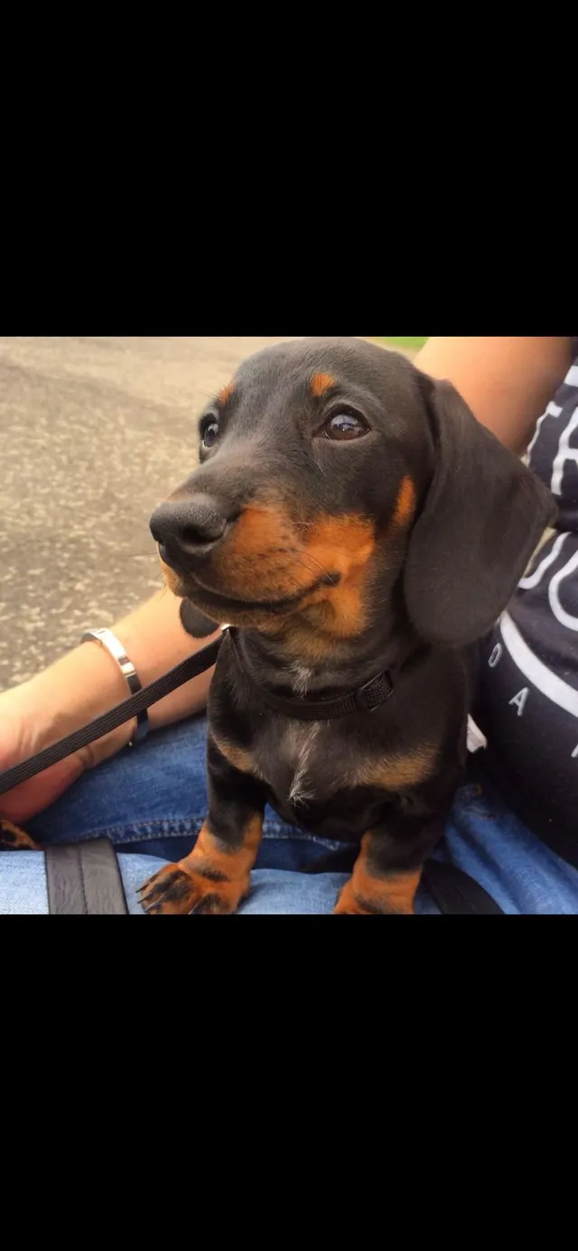 Archie - Cranston Road, London