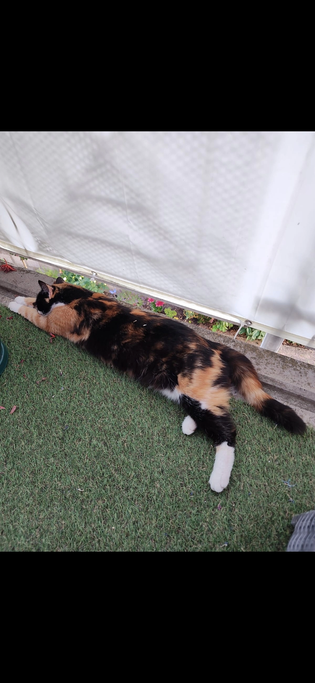 Lilly - Weinstraße, Oberotterbach