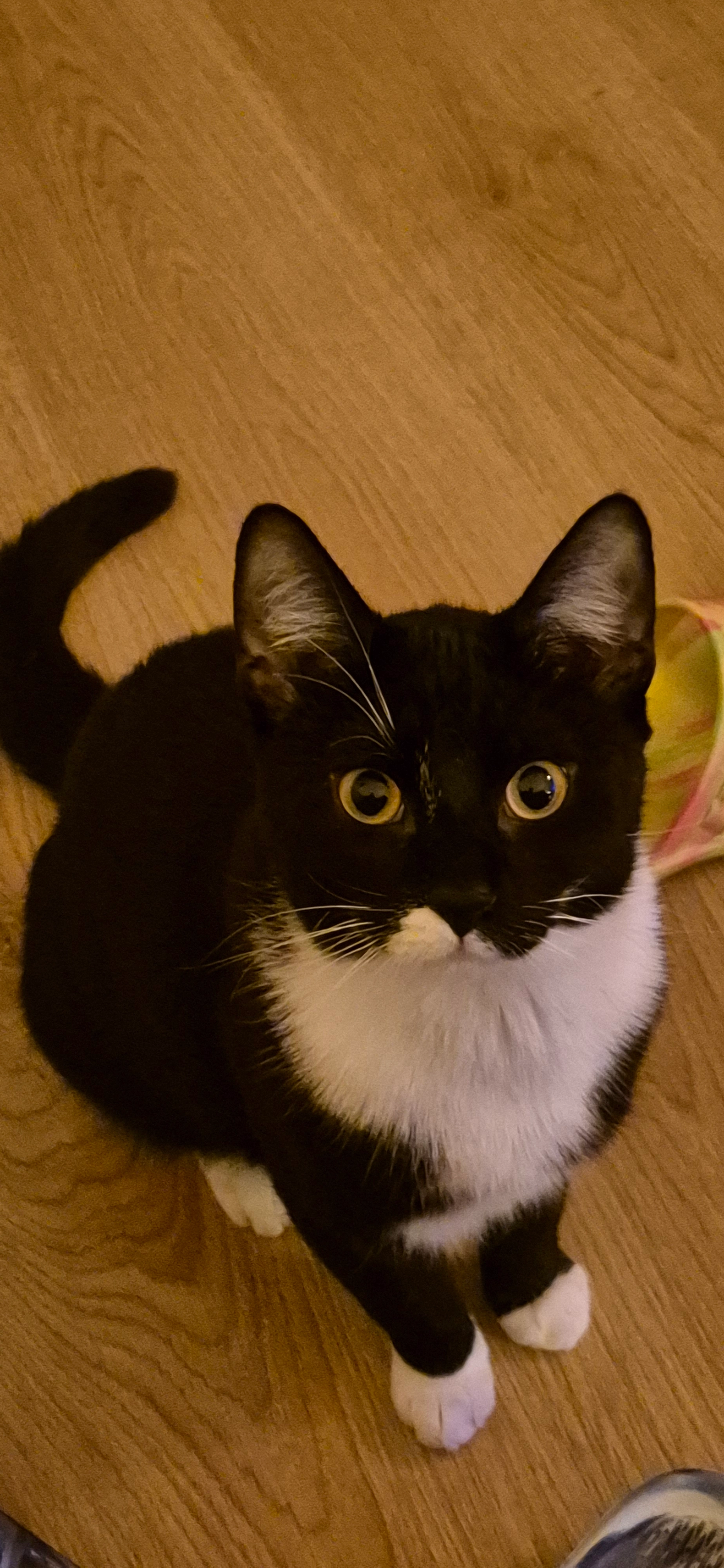 Bolek - Dieskaustraße 317, Leipzig