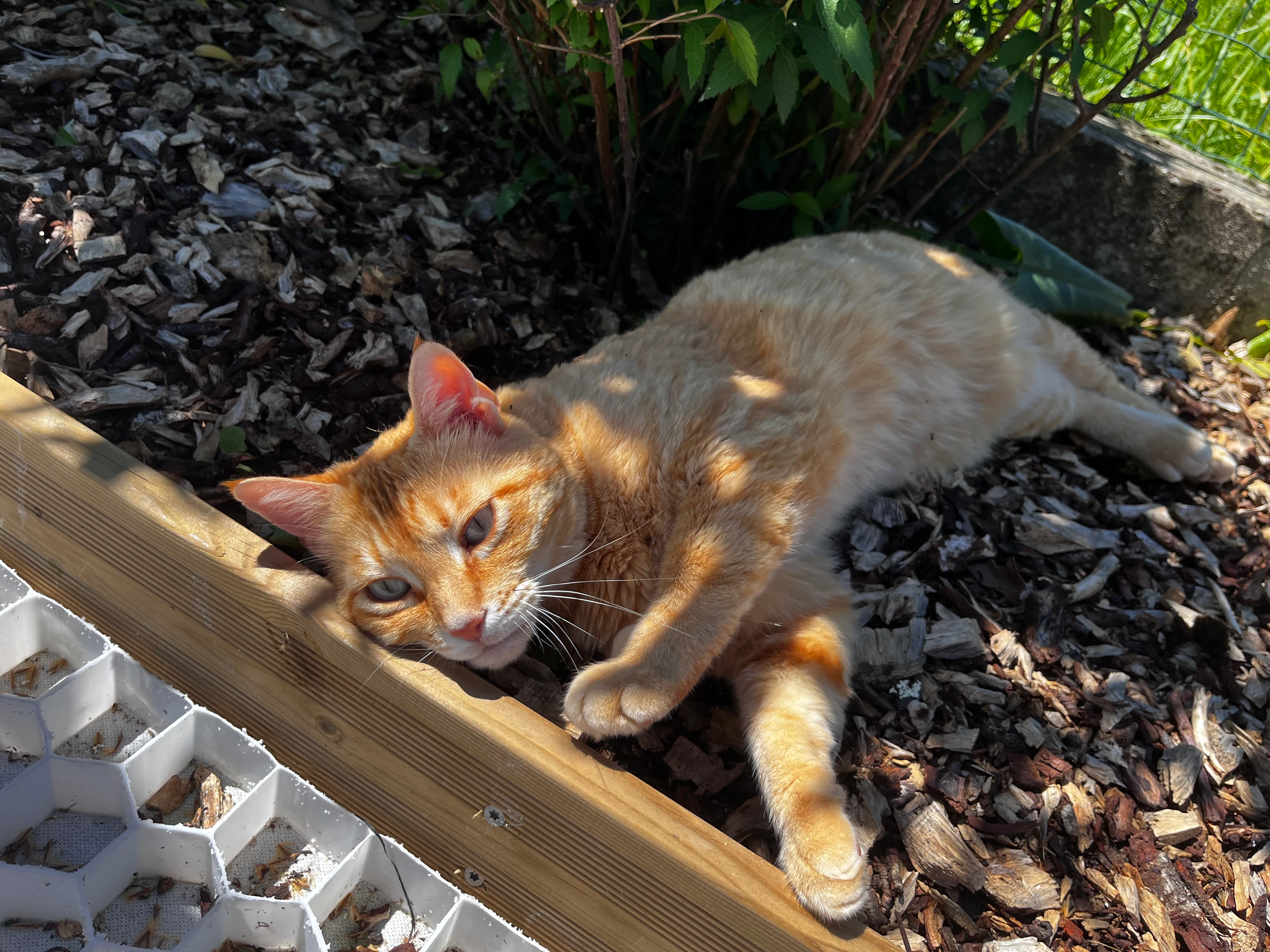 Simba - Avenue de Fumel, Saint-Sylvestre-sur-Lot