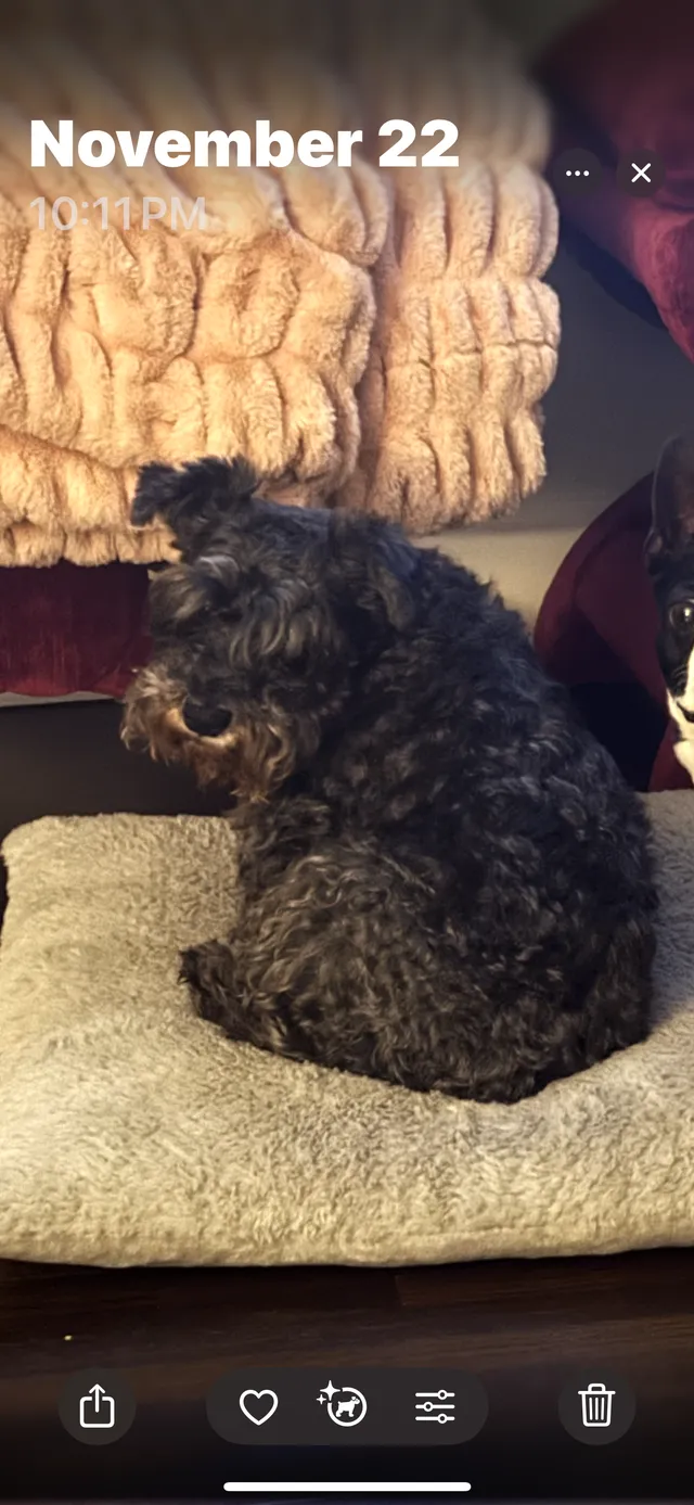 Scout - 3405 Alhambra Cir, Coral Gables