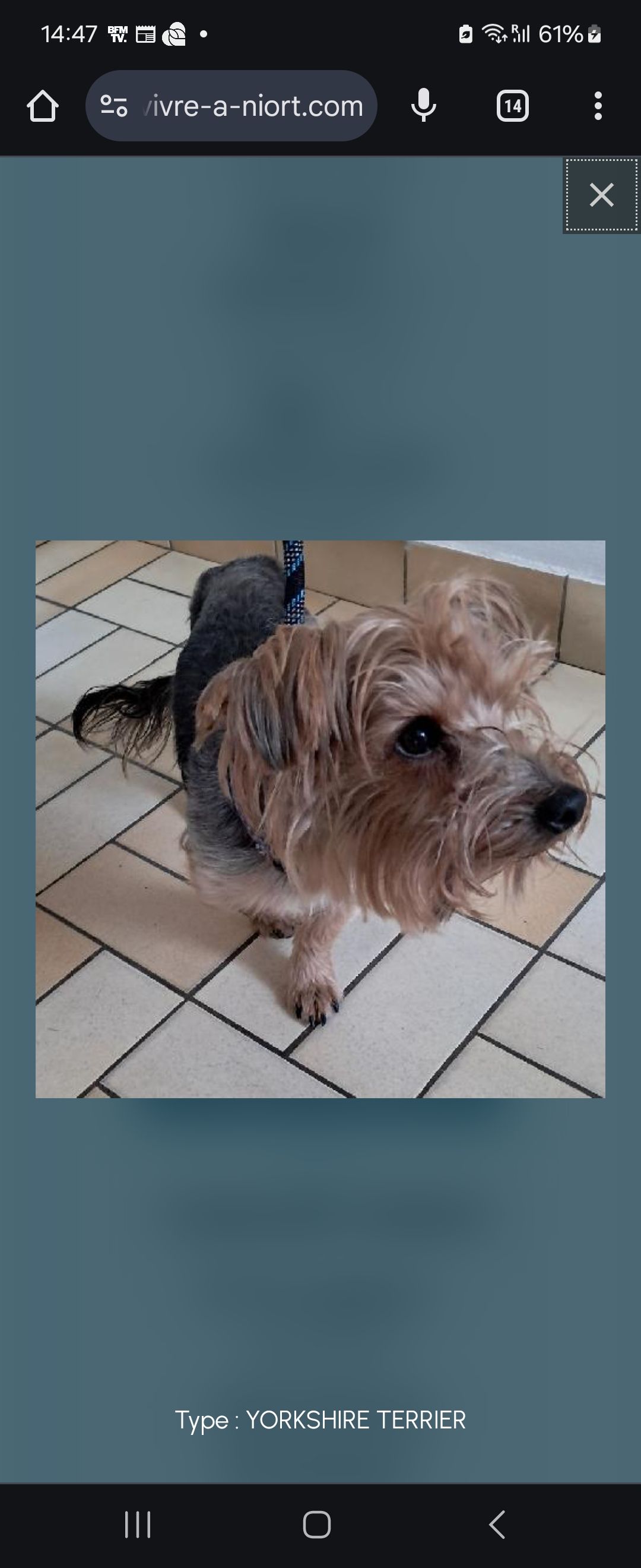 Chien - Chemin De La Vigne À Vallet, Vouillé